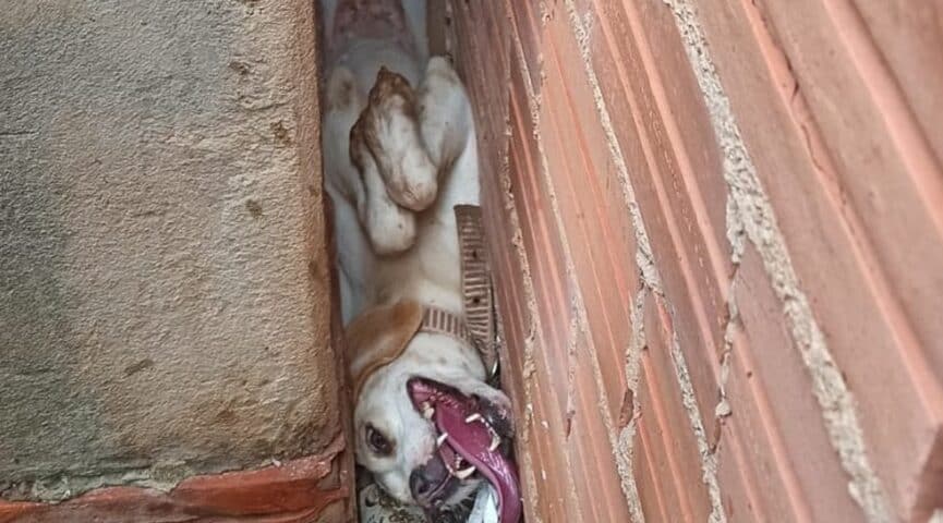 whatsapp-image-2021-01-02-at-12.06.22-865x480