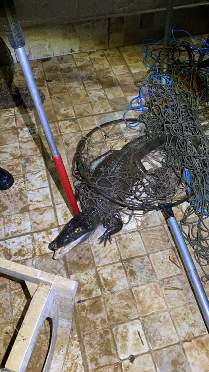 WhatsApp Image 2021-02-08 at 17.14.22 WhatsApp Image 2021-02-08 at 17.14.22