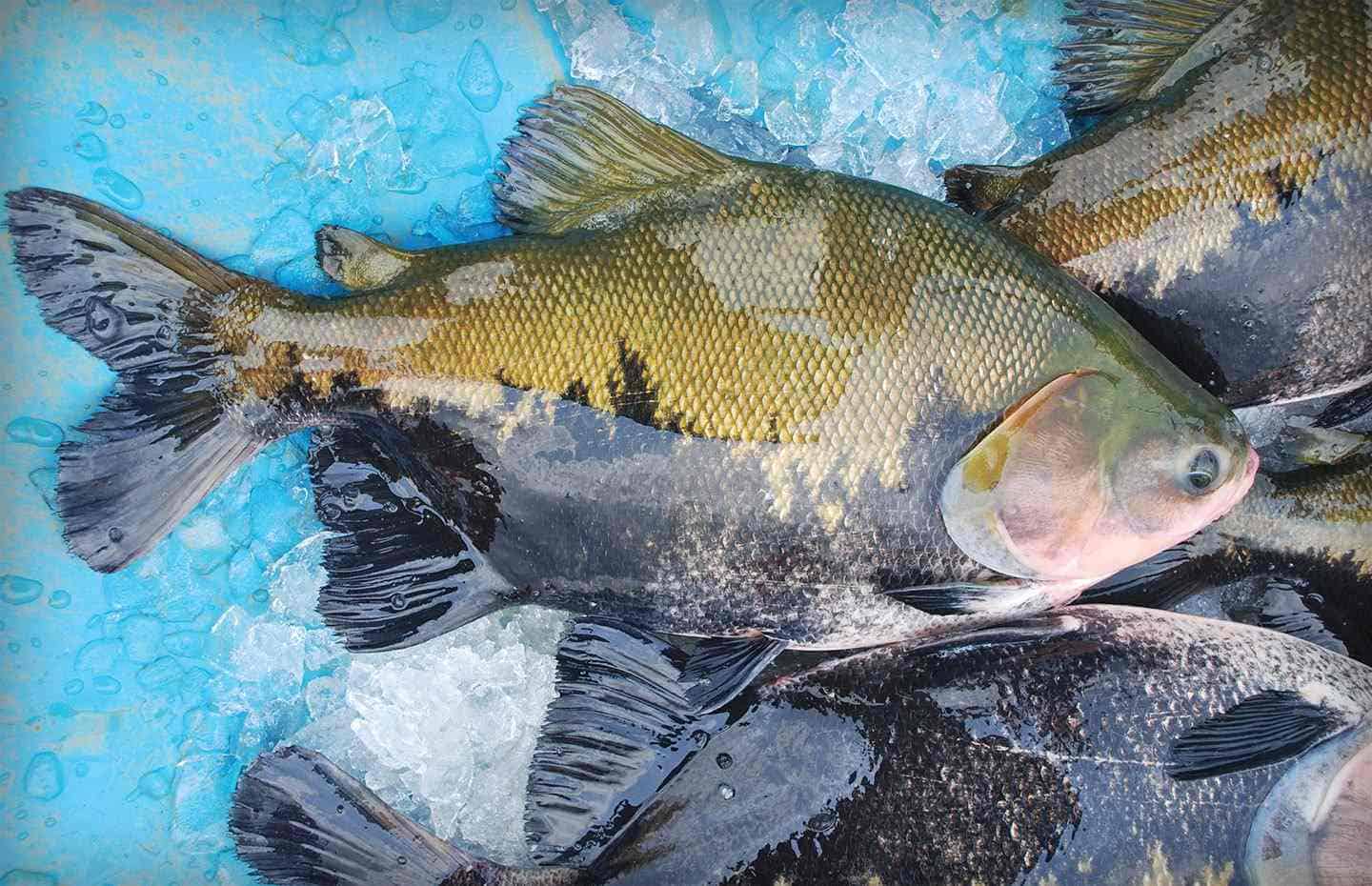 149_Tambaqui-compressed 149_Tambaqui-compressed