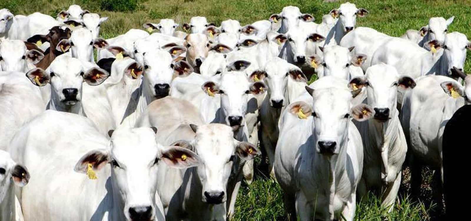 Foto: Arquivo Agência Brasil