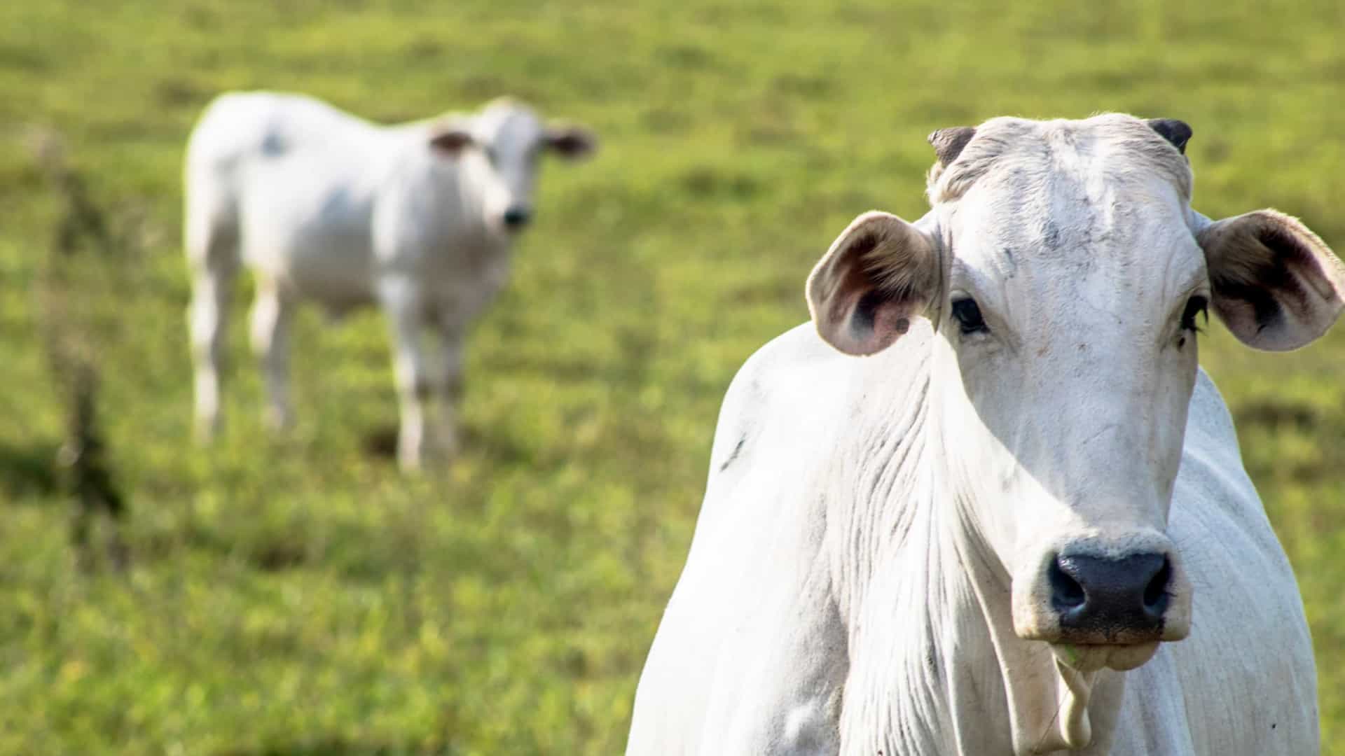 boi cai e carne sobe