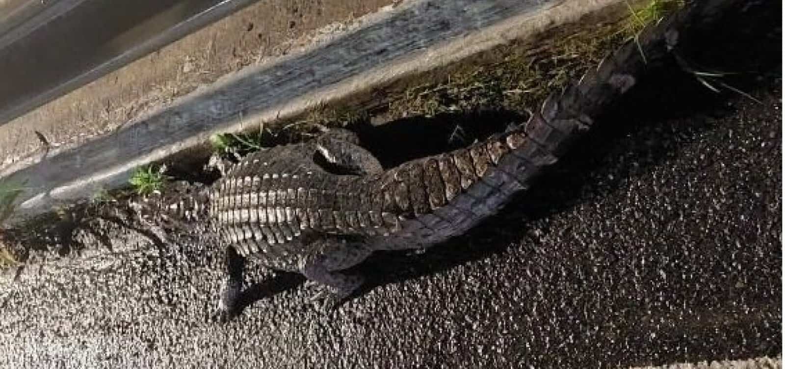 116223,morto-novo-jacare-e-encontrado-proximo-a-shopping-apos-ser-atropelado-na-paralela-3