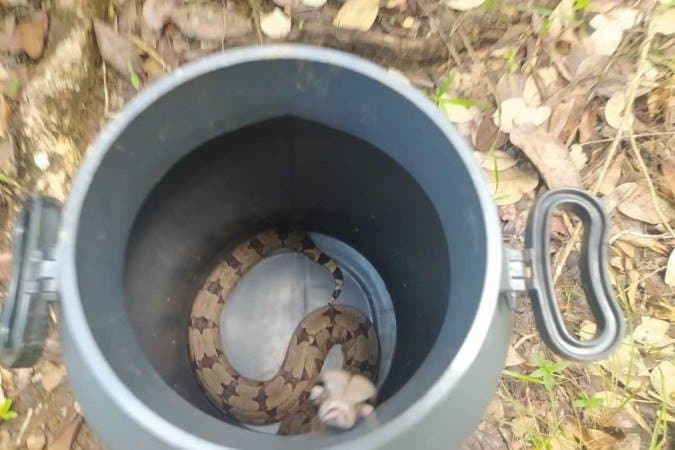 Foto: Divulgação/PMDF