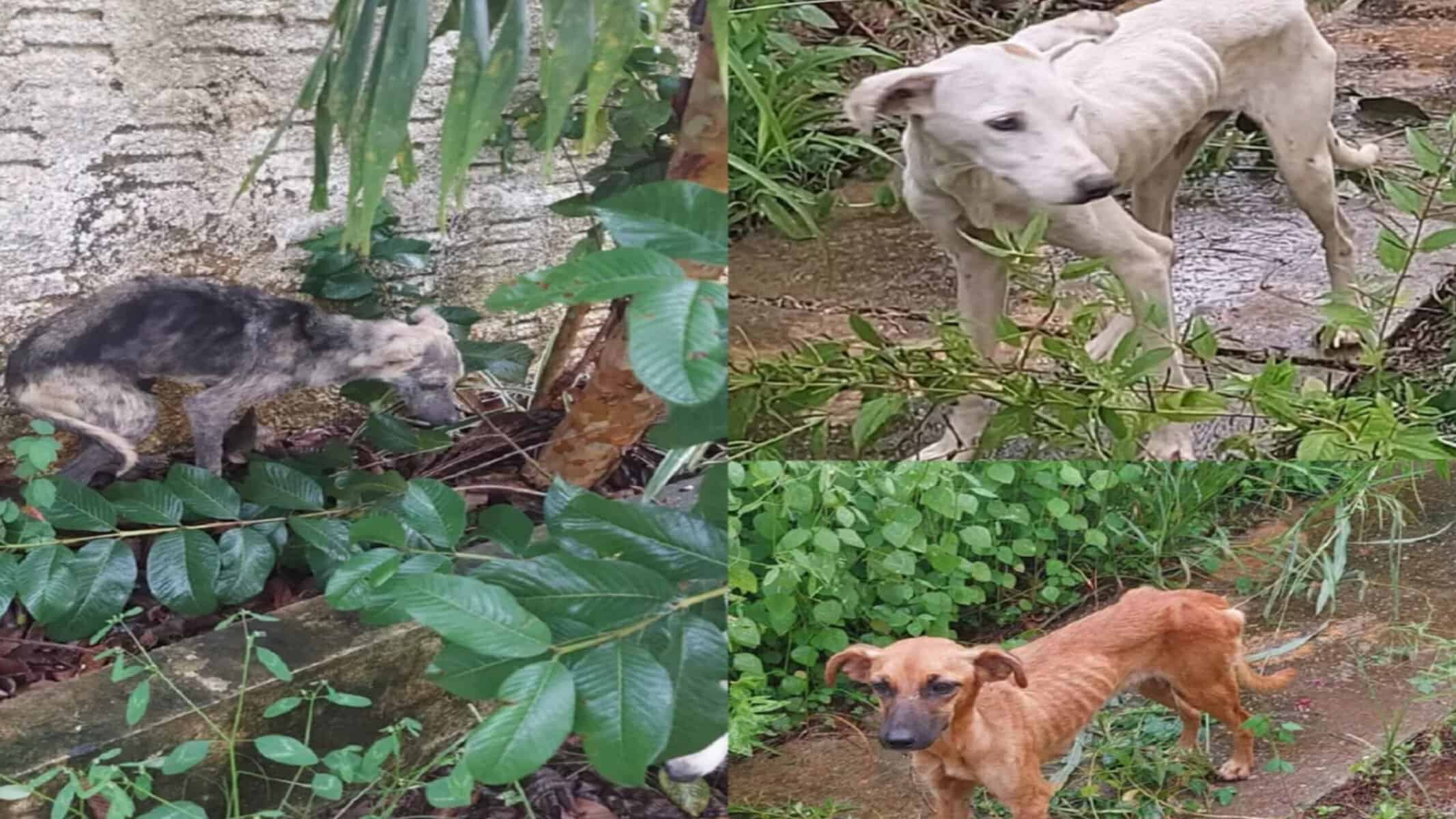 PicsArt_12-19-03.44.56 PicsArt_12-19-03.44.56