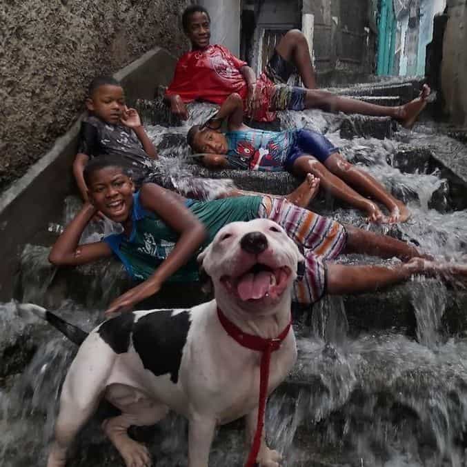foto-na-chuva-cachorro-sorrindo-19122021104243612