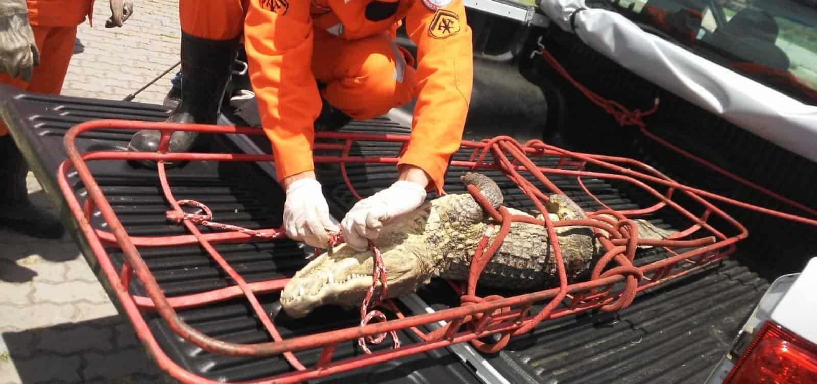 117655,jacare-com-pernas-amputadas-e-resgatado-pelos-bombeiros-na-bahia-3