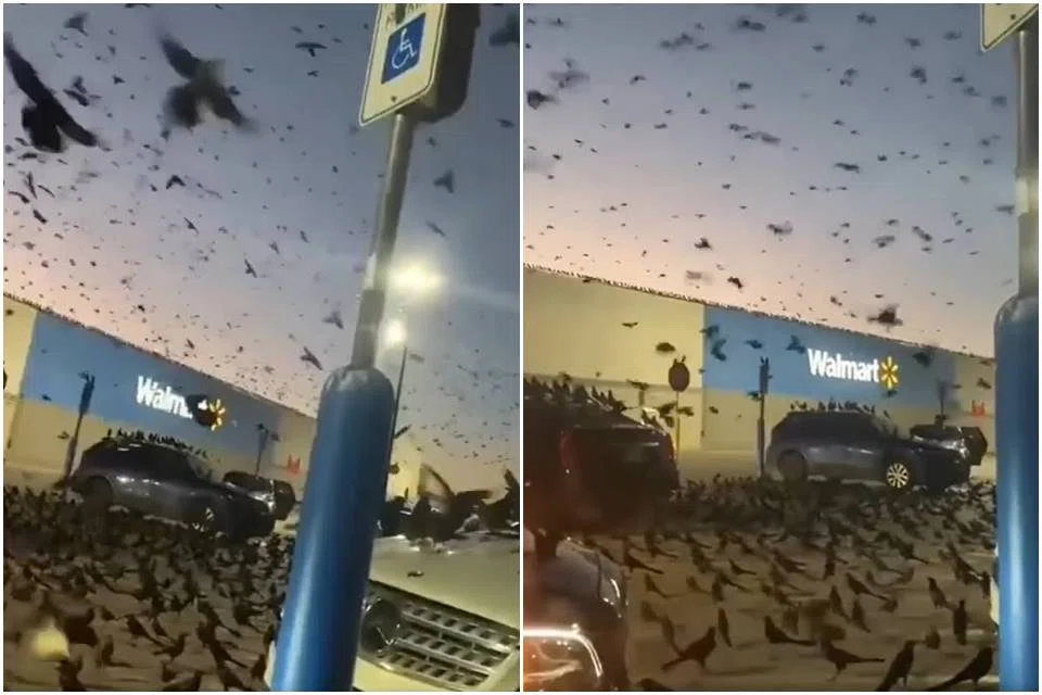 passaros-3 passaros-3