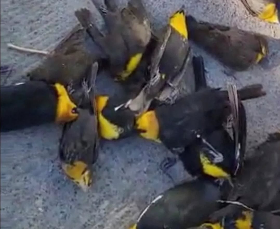 Screenshot_20220214-160338_Chrome