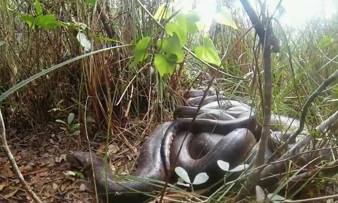 cobra-acasalando cobra-acasalando