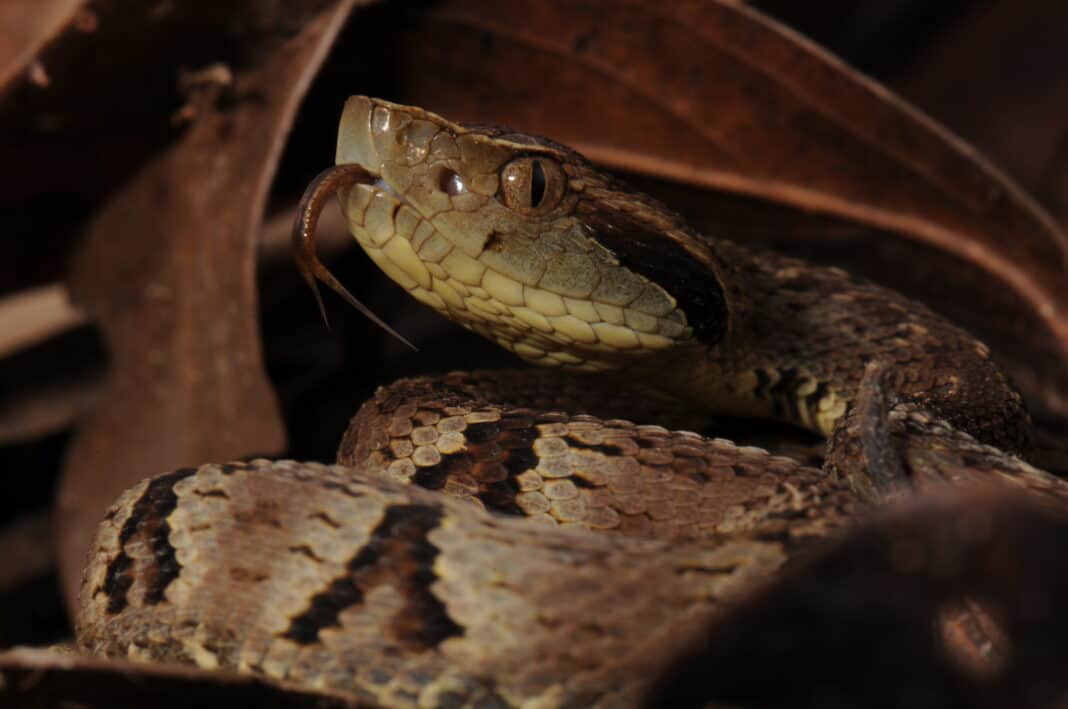 Jararaca_-_Bothrops_jararaca_-_Sibilando-1068x709
