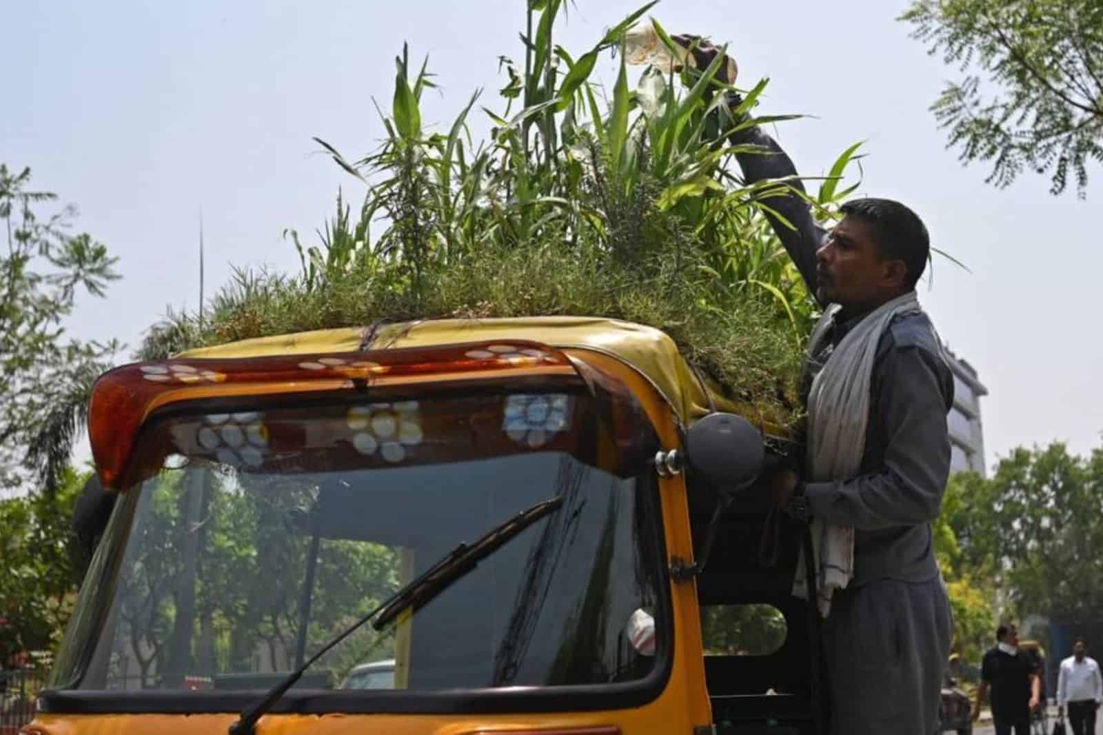 Motorista de riquixá Mahendra Kumar cultiva jardim no teto do veículo na Índia Foto: MONEY SHARMA / AFP