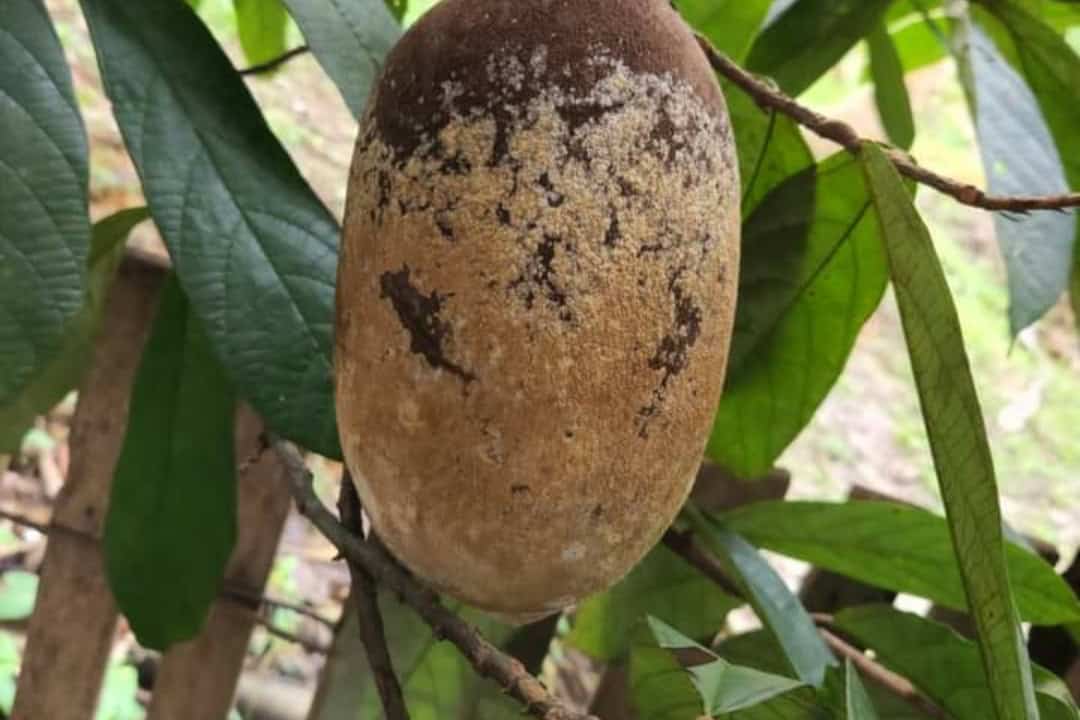 Picsart_22-06-23_19-27-24-286