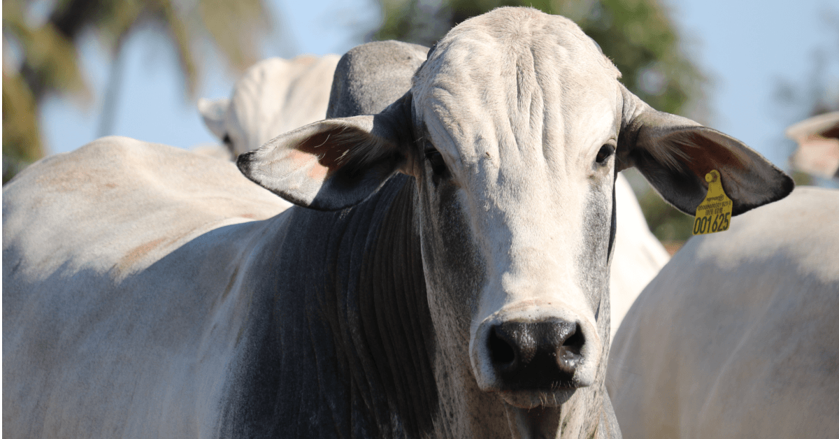 boi_gado_geral_Foto_Agroceres boi_gado_geral_Foto_Agroceres