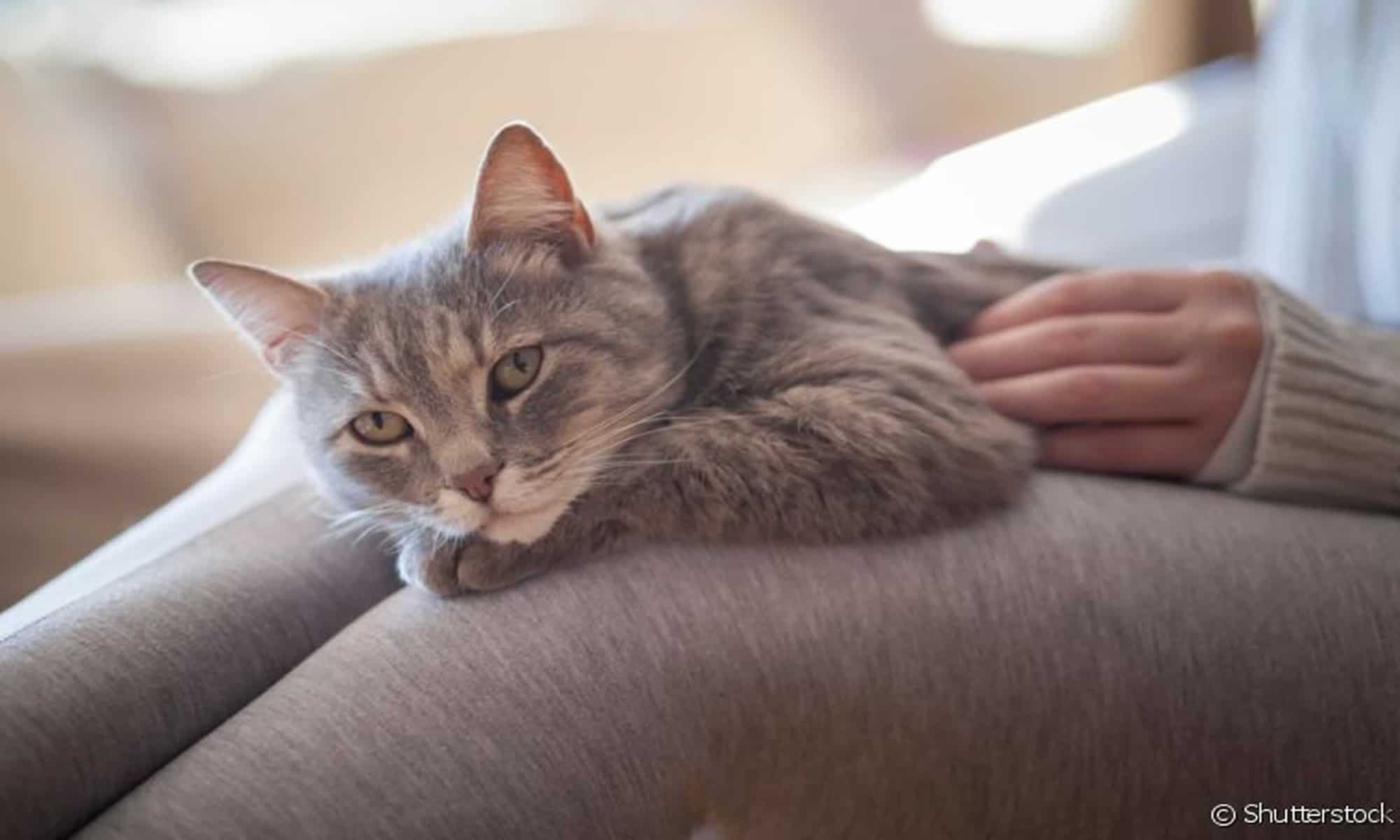 Os felinos tiveram crescimento recorde como pet entre os brasileiros durante o ano de 2021. Foto: reprodução