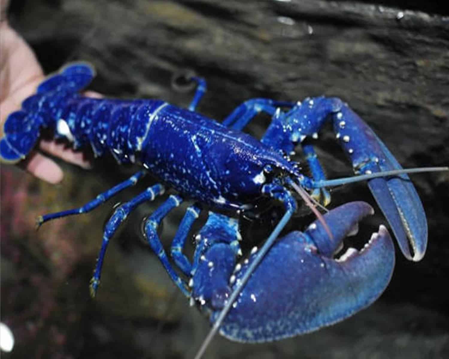 Foto: Fornecida por Hardcore