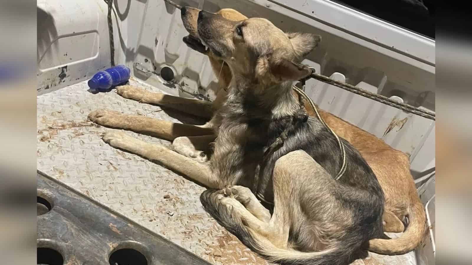 IMG-20220718-WA0352 Animais estavam com carrapatos, pulgas e magros — Foto: Vanessa Facundes/Arquivo pessoal