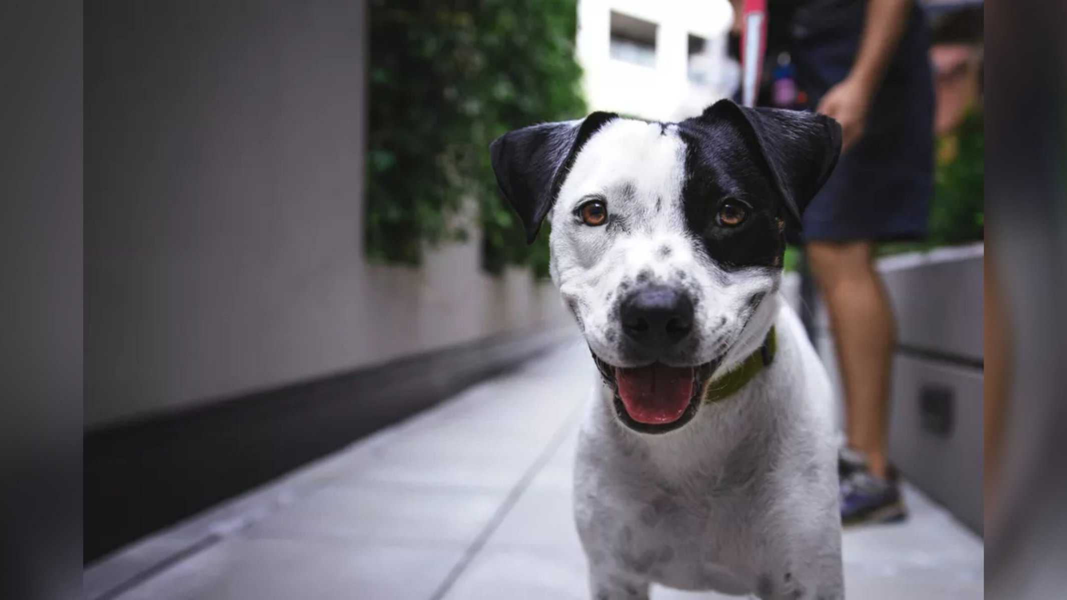 Picsart_22-07-27_16-27-06-792 Acre cria campanha para incentivar uso de coleira de identificação por animais domésticos — Foto: Justin Veenema/Unsplash