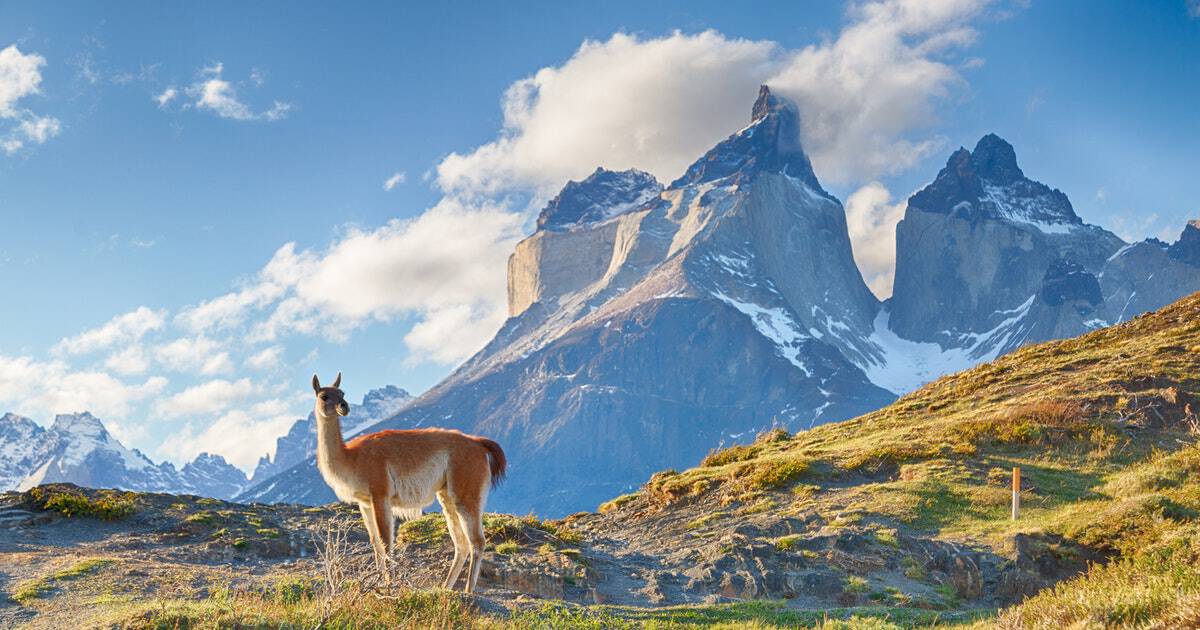 alpaca-symbolbild-arbeiten-in-chile.2f6b2d264ab548963d85e515ca7249c7c alpaca-symbolbild-arbeiten-in-chile.2f6b2d264ab548963d85e515ca7249c7c