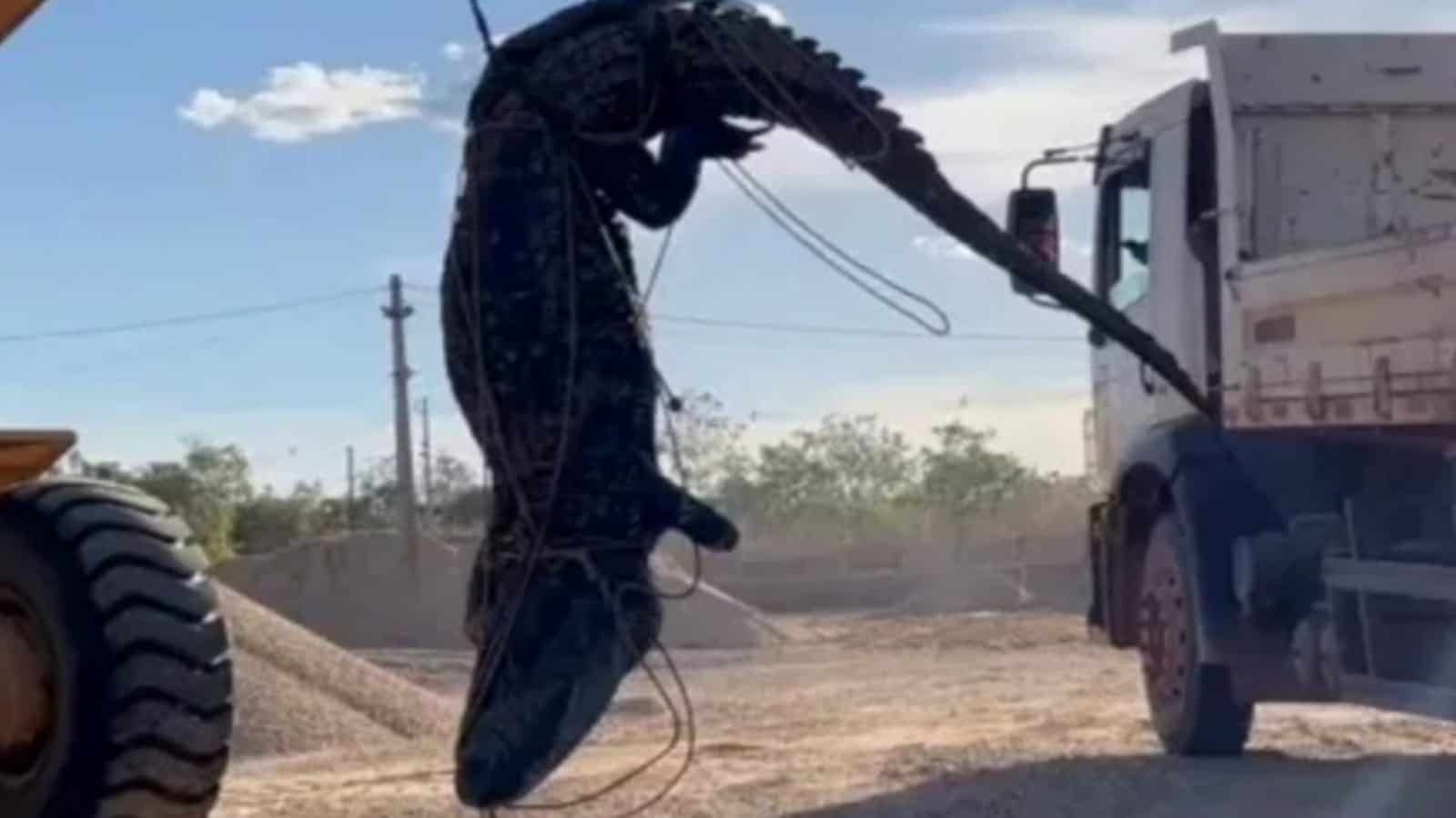 jacare 1 Jacaré é puxado por pá escavadeira durante captura — Foto: Divulgação