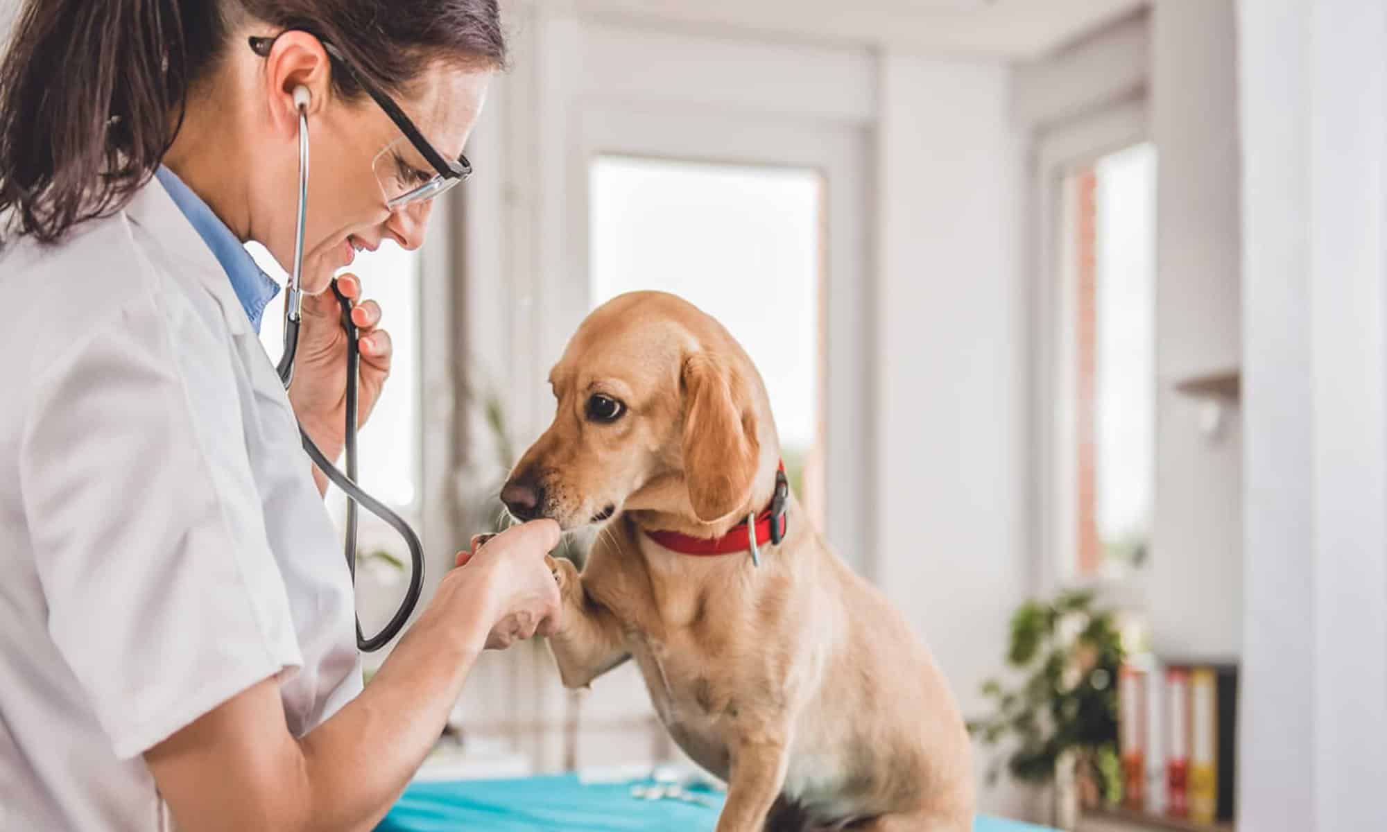 Há vagas para Médico veterinário. Foto: reprodução