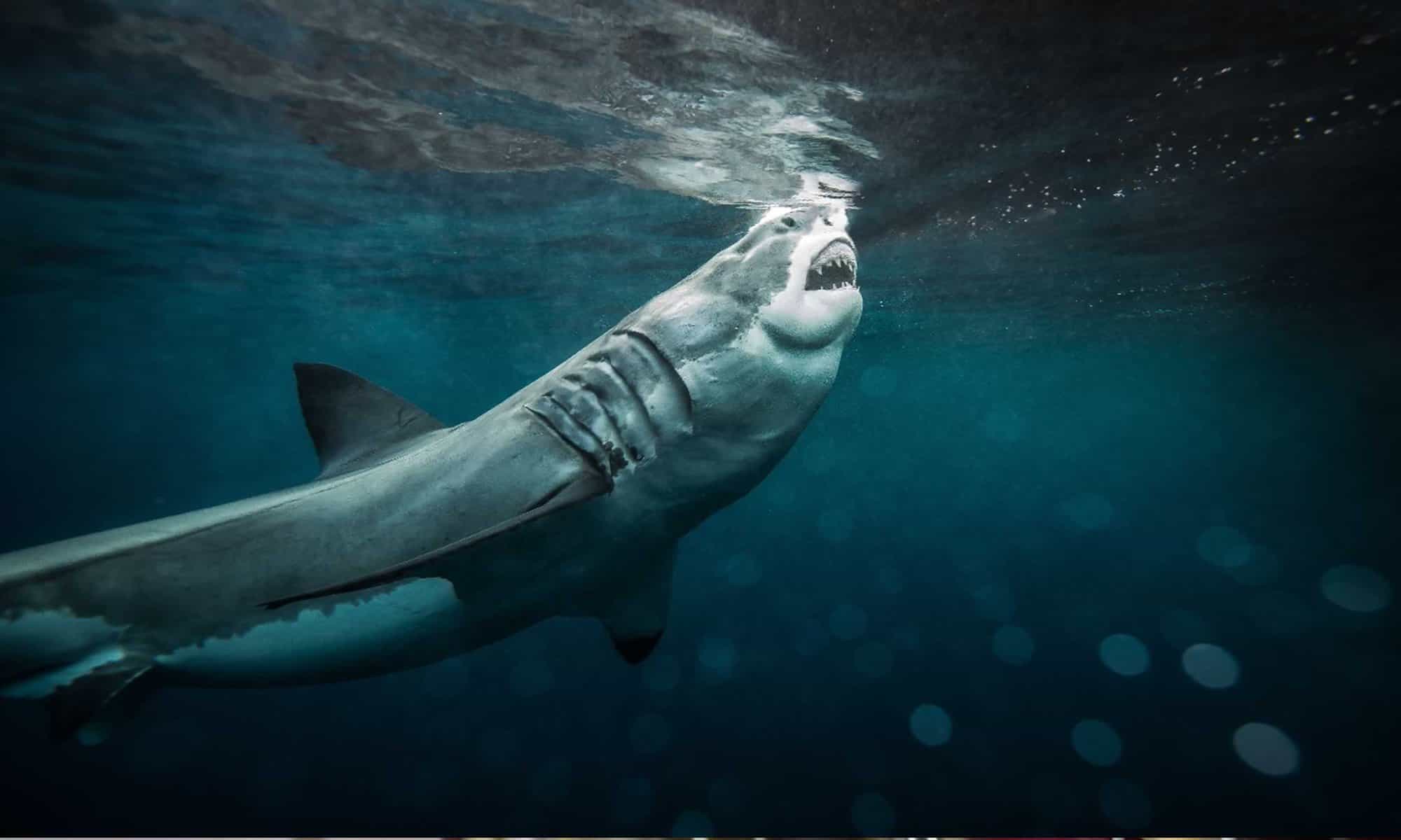 11 Foto: reprodução