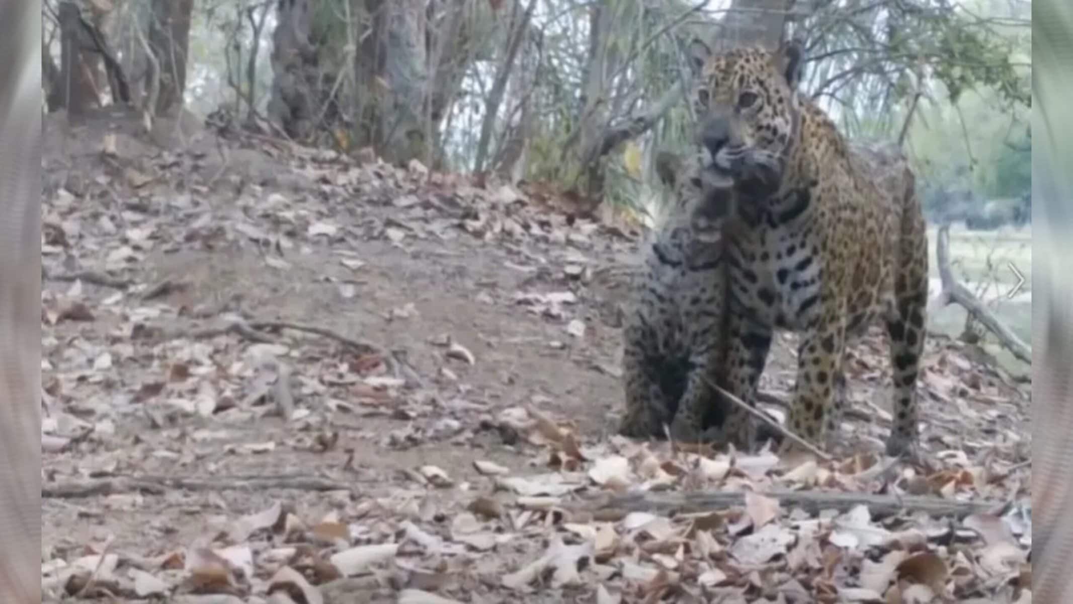 Picsart_22-08-10_17-12-19-764 "Momento fofura" não é comum na vida adulta, conforme diz o especialista — Foto: Hotel Caiman/Redes sociais