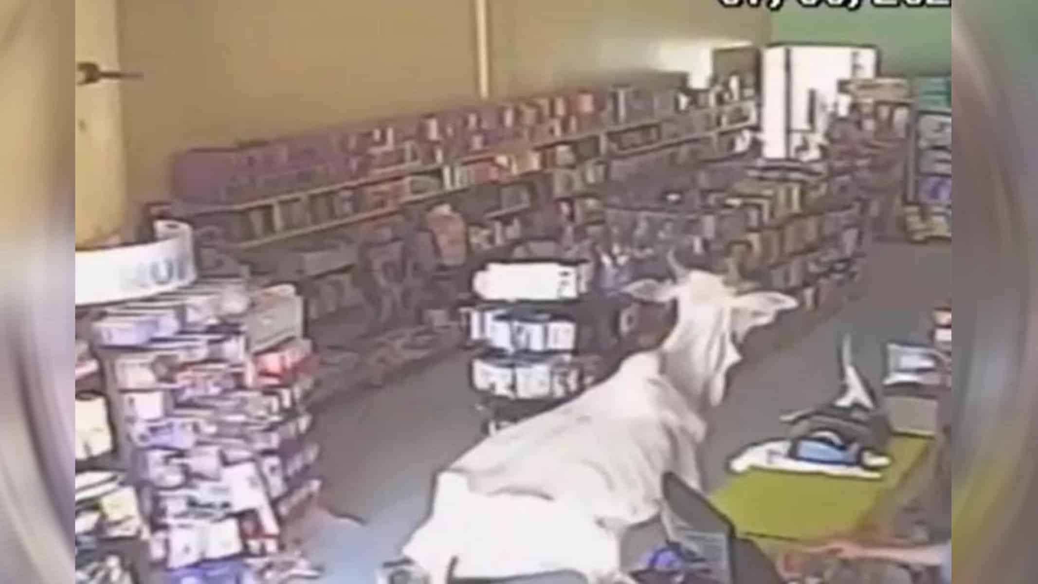 Vaca invadiu farmácia na Bahia — Foto: Reprodução