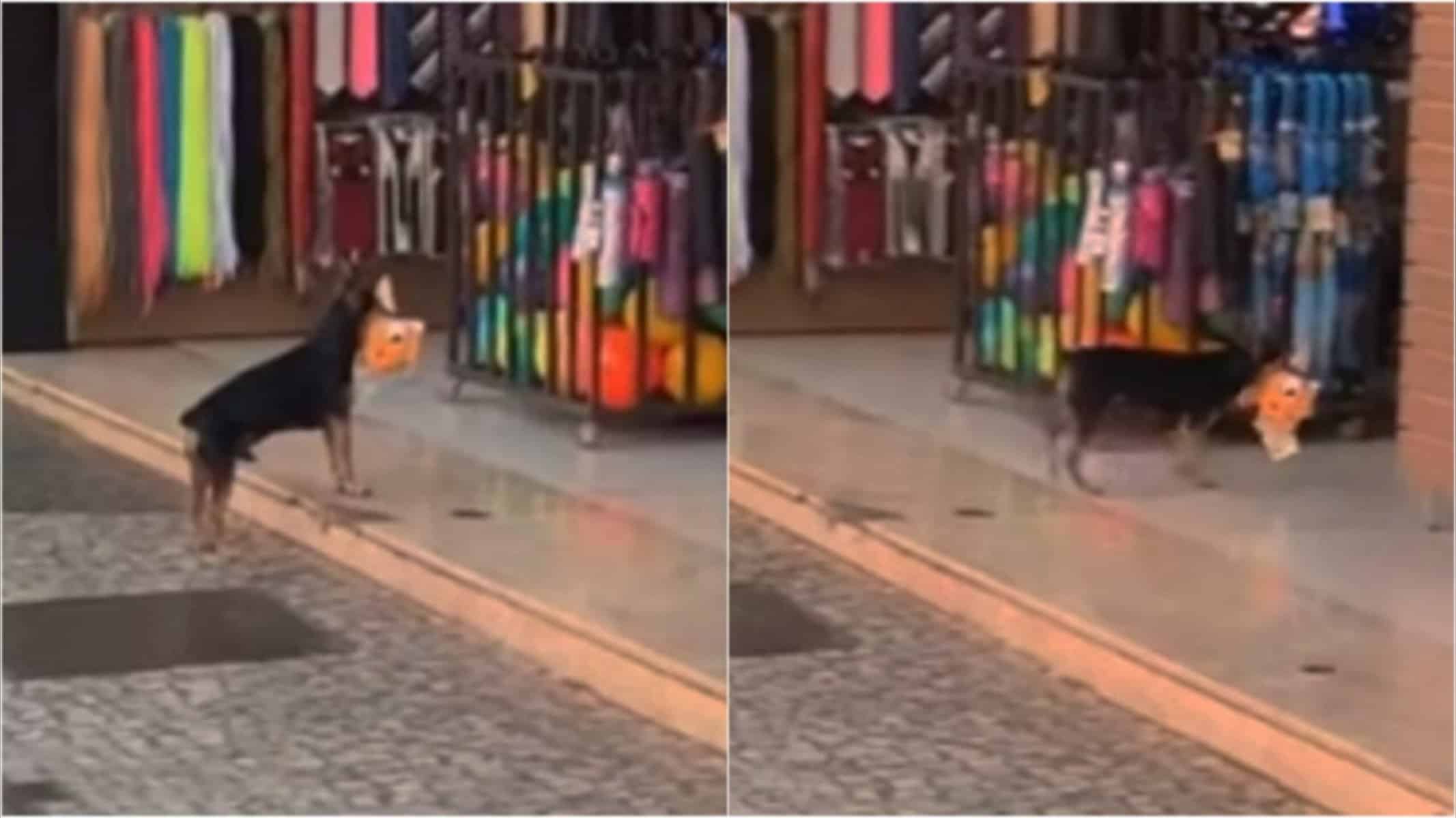 Picsart_22-08-11_19-56-10-163 Cão arrependido devolve brinquedo que havia furtado (Foto: Reprodução/Youtube)