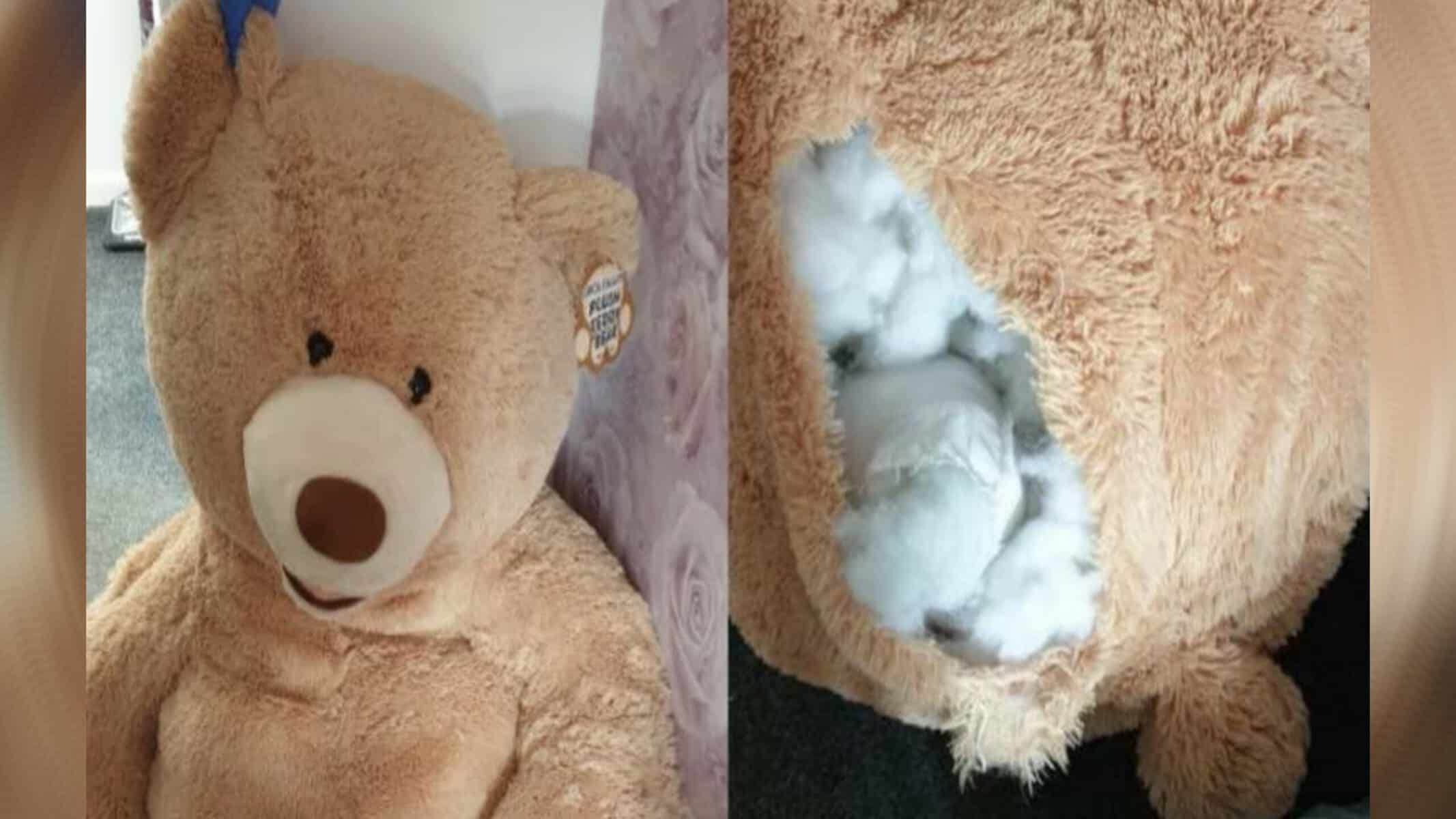Picsart_22-08-12_18-50-02-999 Polícia encontrou o foragido dentro do urso de pelúcia
MONTAGEM/R7: REPRODUÇÃO/FACEBOOK/GMP ROCHDALE