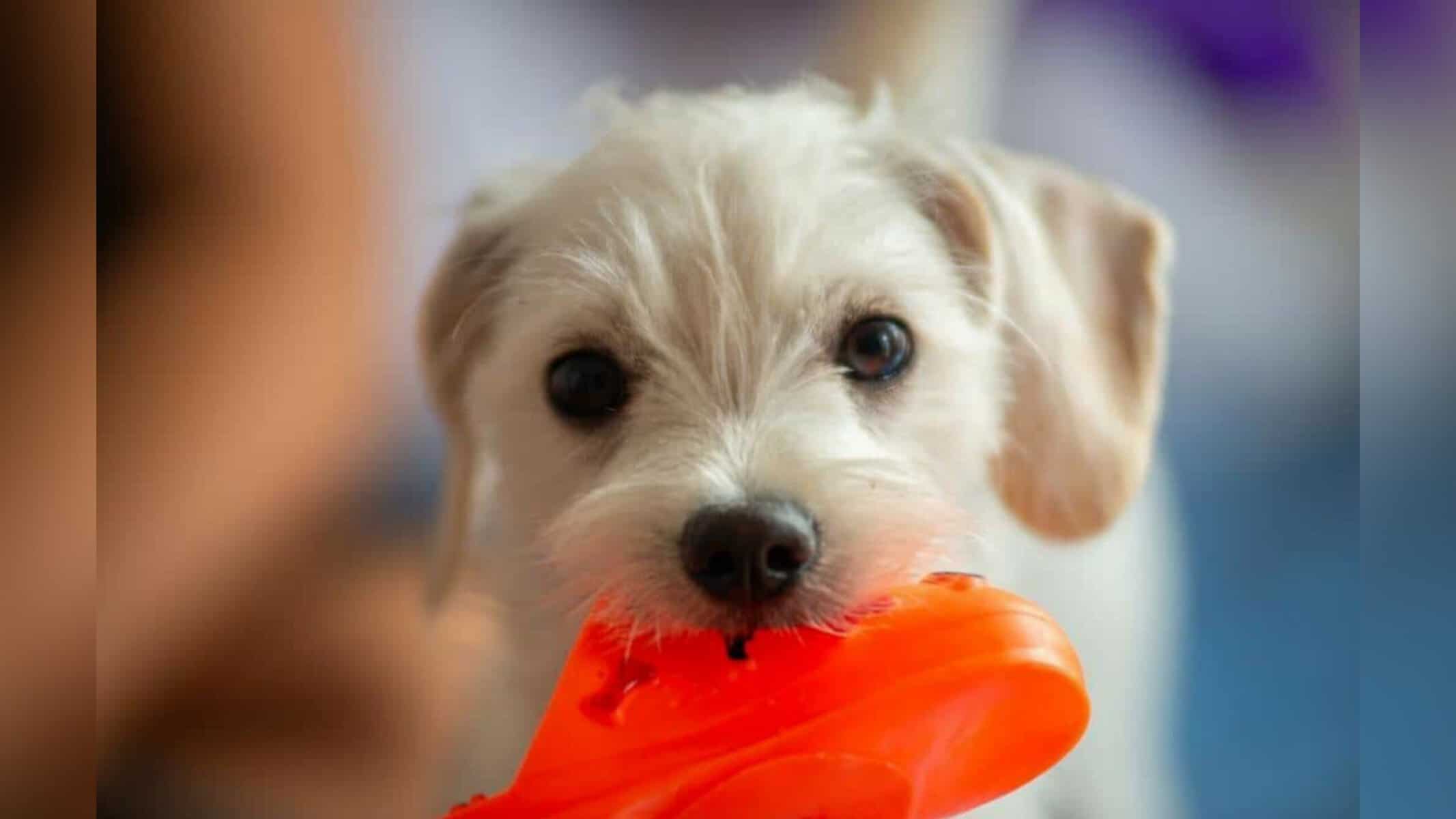 Picsart_22-08-15_18-55-54-740 Cachorrinho mastigou bilhete premiado — Foto: Breno Leon/divulgação/foto ilustrativa