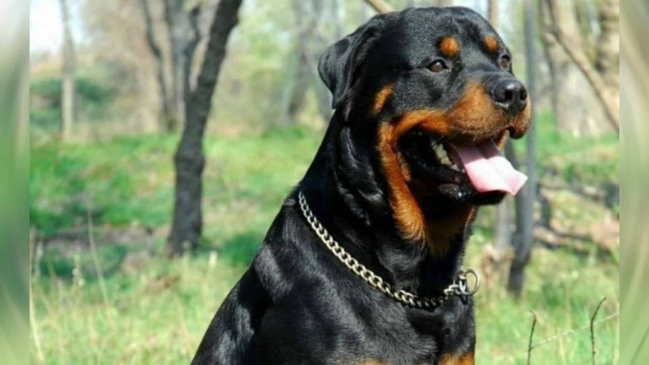 Picsart_22-08-18_17-32-53-671 Uma das irmãs está internada e a outra foi transferida por estar em estado grave (Foto: Reprodução/Pinterest)