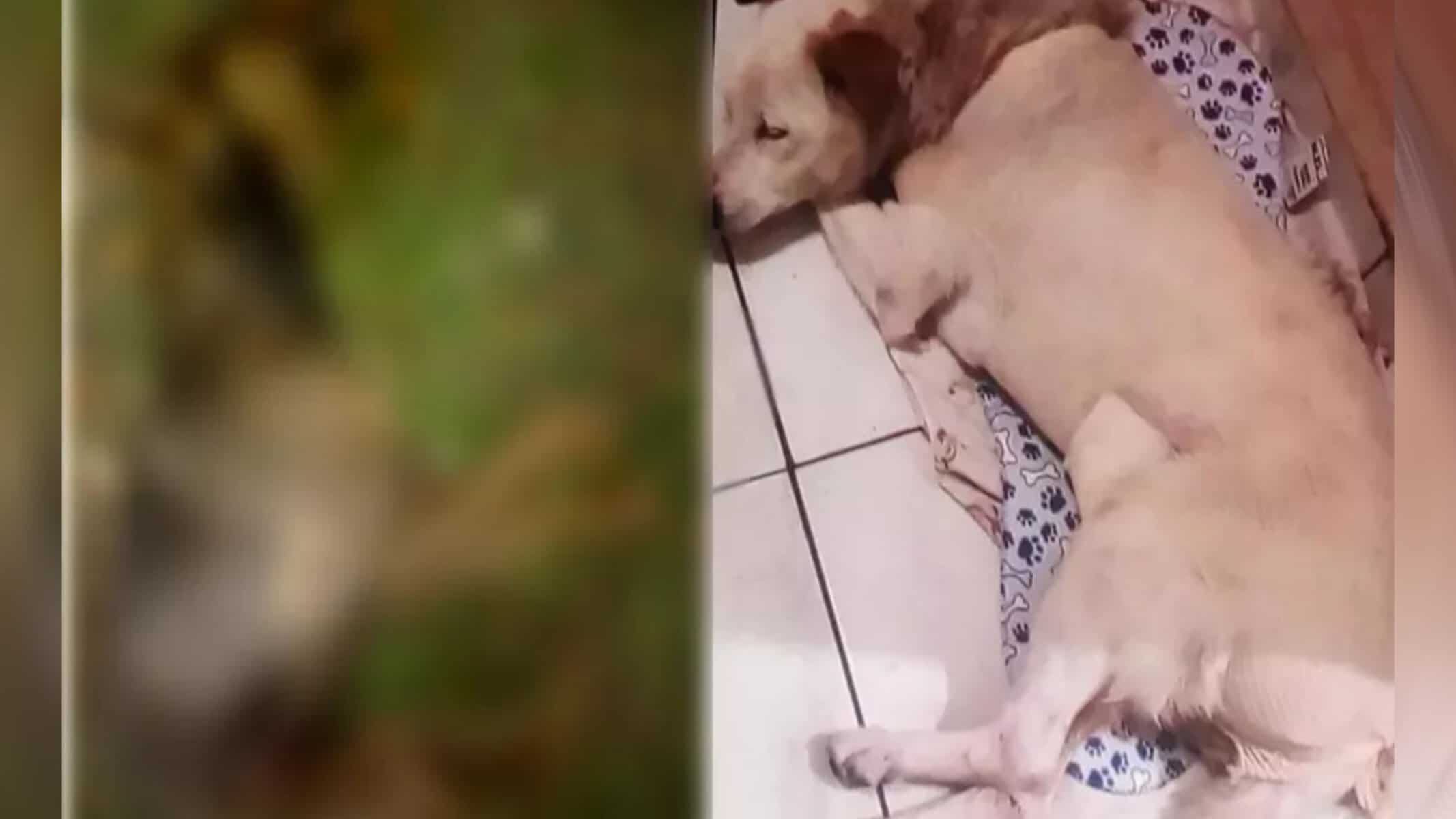 Picsart_22-08-22_18-02-34-021 Paçoca e Branquinha (à direita) foram atacados por Pitbulls em São Vicente — Foto: Arquivo Pessoal