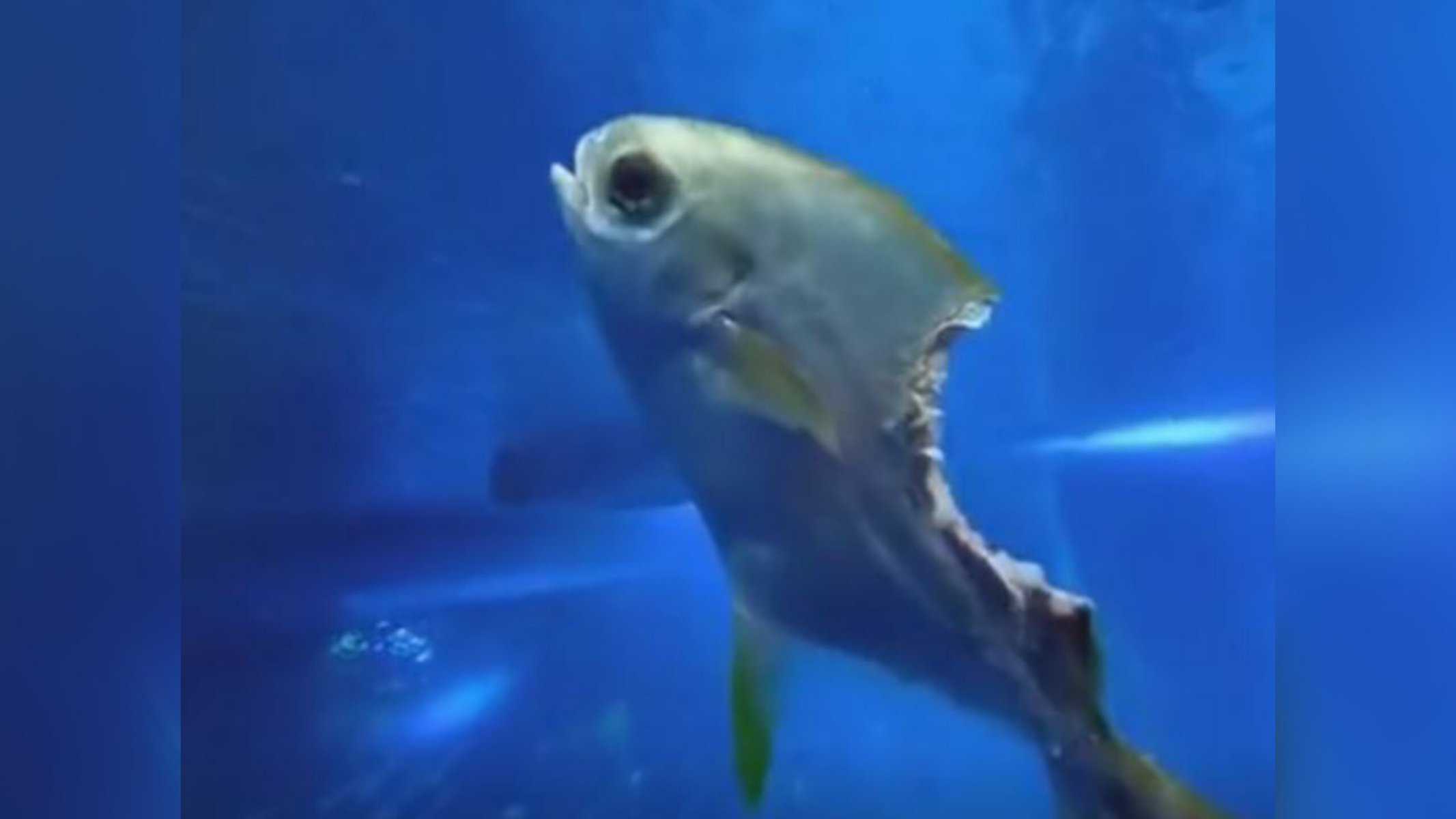 (Foto: Reprodução / GYFCAT/@ZCE054)