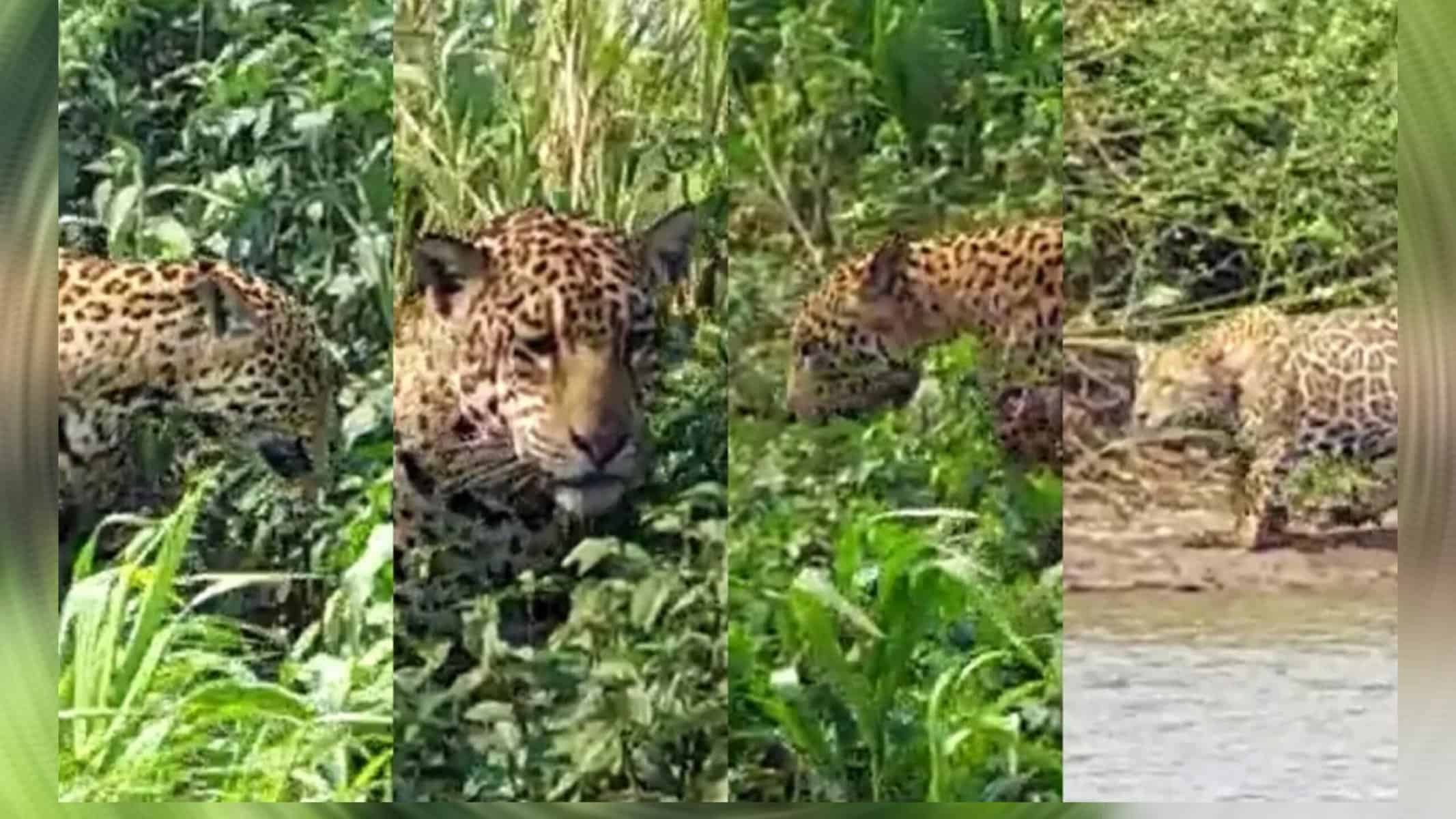 Picsart_22-08-30_16-43-47-614 Guia nunca tinha visto tanta onça em um só dia. — Foto: Reprodução/RicardoDourado