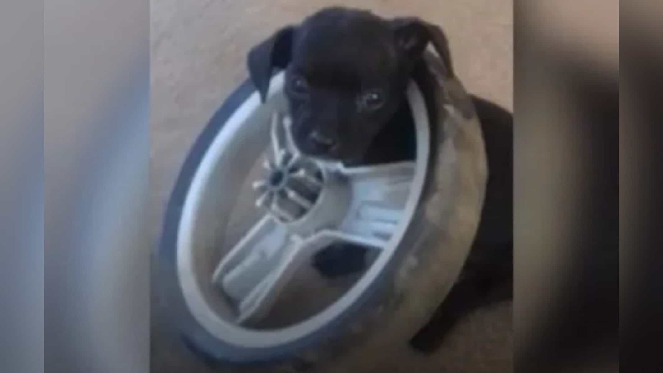 Picsart_22-08-31_19-37-21-291 Animal ficou com cabeça presa em rodaArquivo pessoal