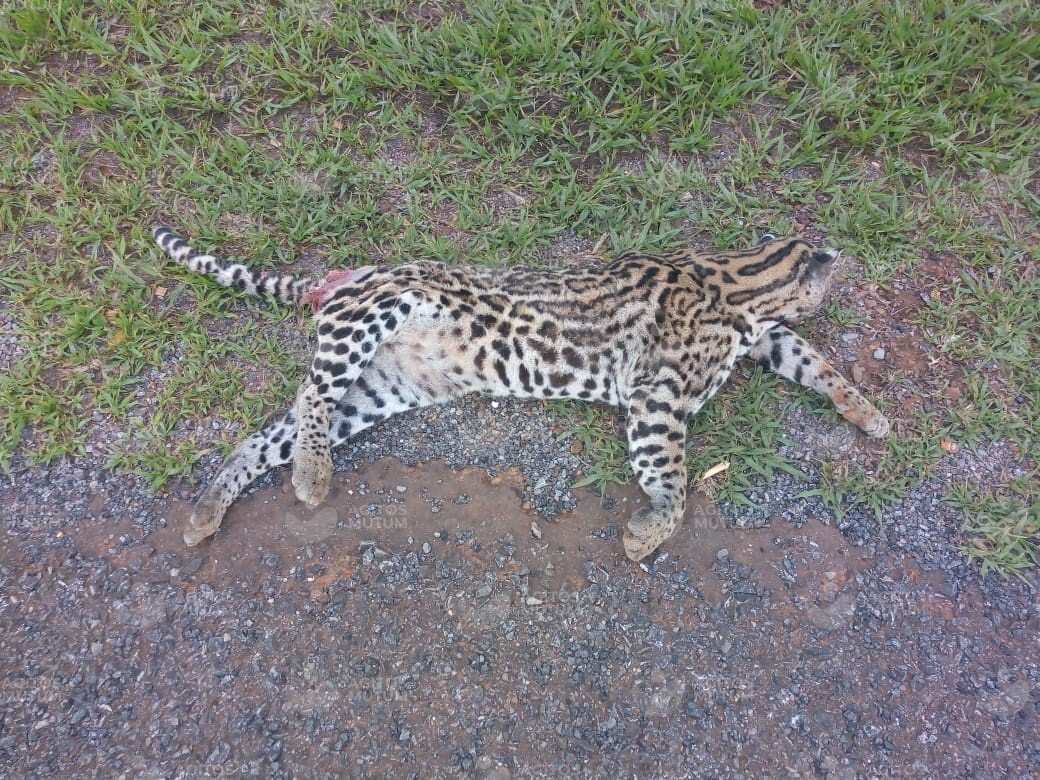 ec2b1dc8319c963274d7037607cd8dfa Foto Ilustrativa