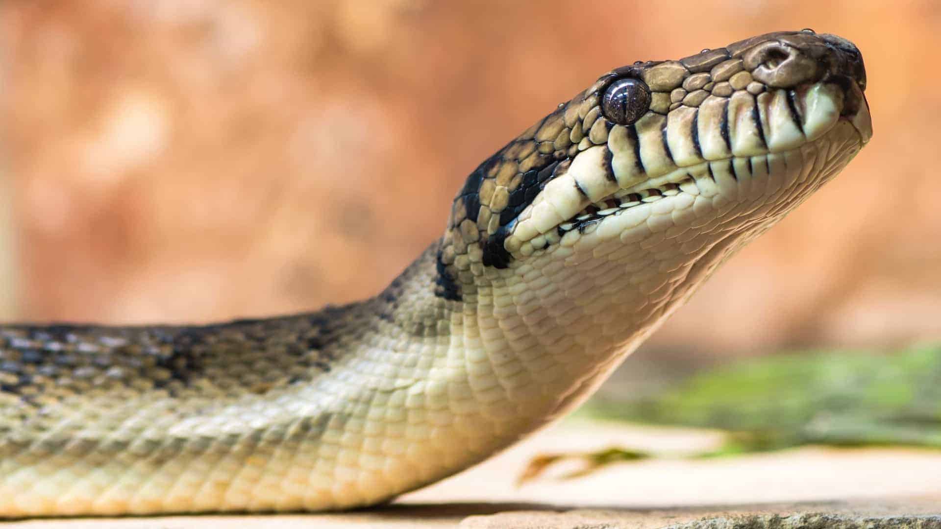naom_59d5630aedd7c © iStock