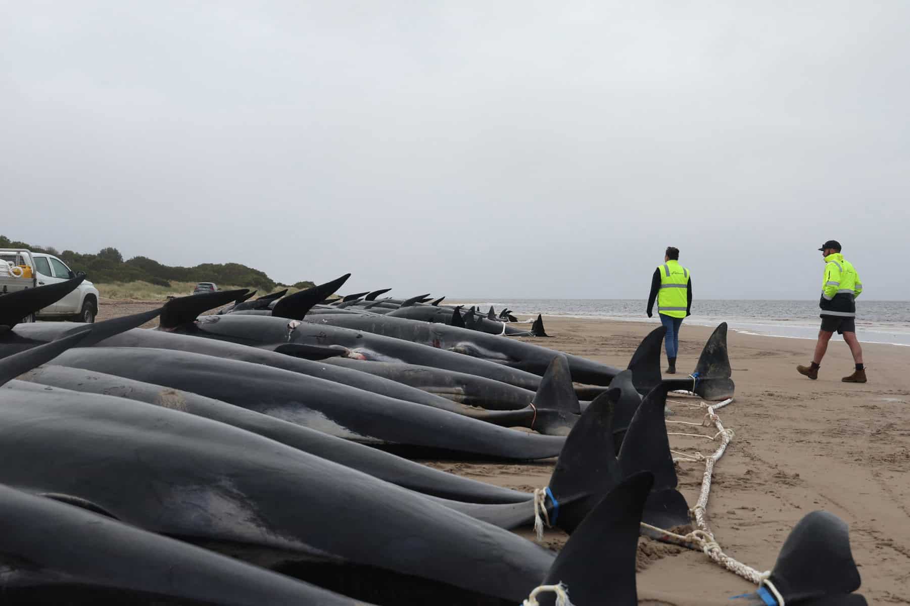 000_32jx64b-19773635