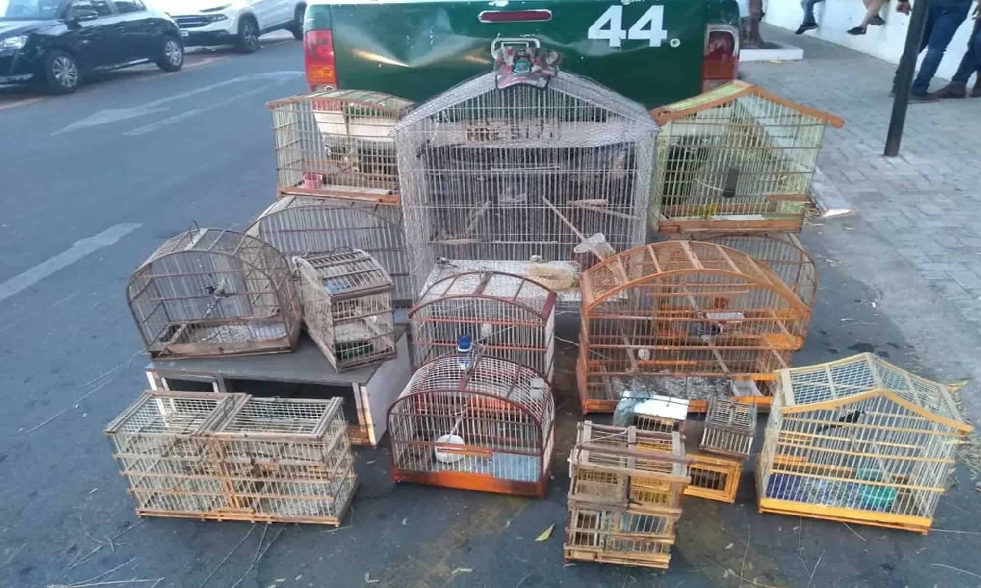 03 Em ações distintas, BPMA apreende 32 pássaros silvestres no interior do Ceará. — Foto: Polícia Militar/ Divulgação