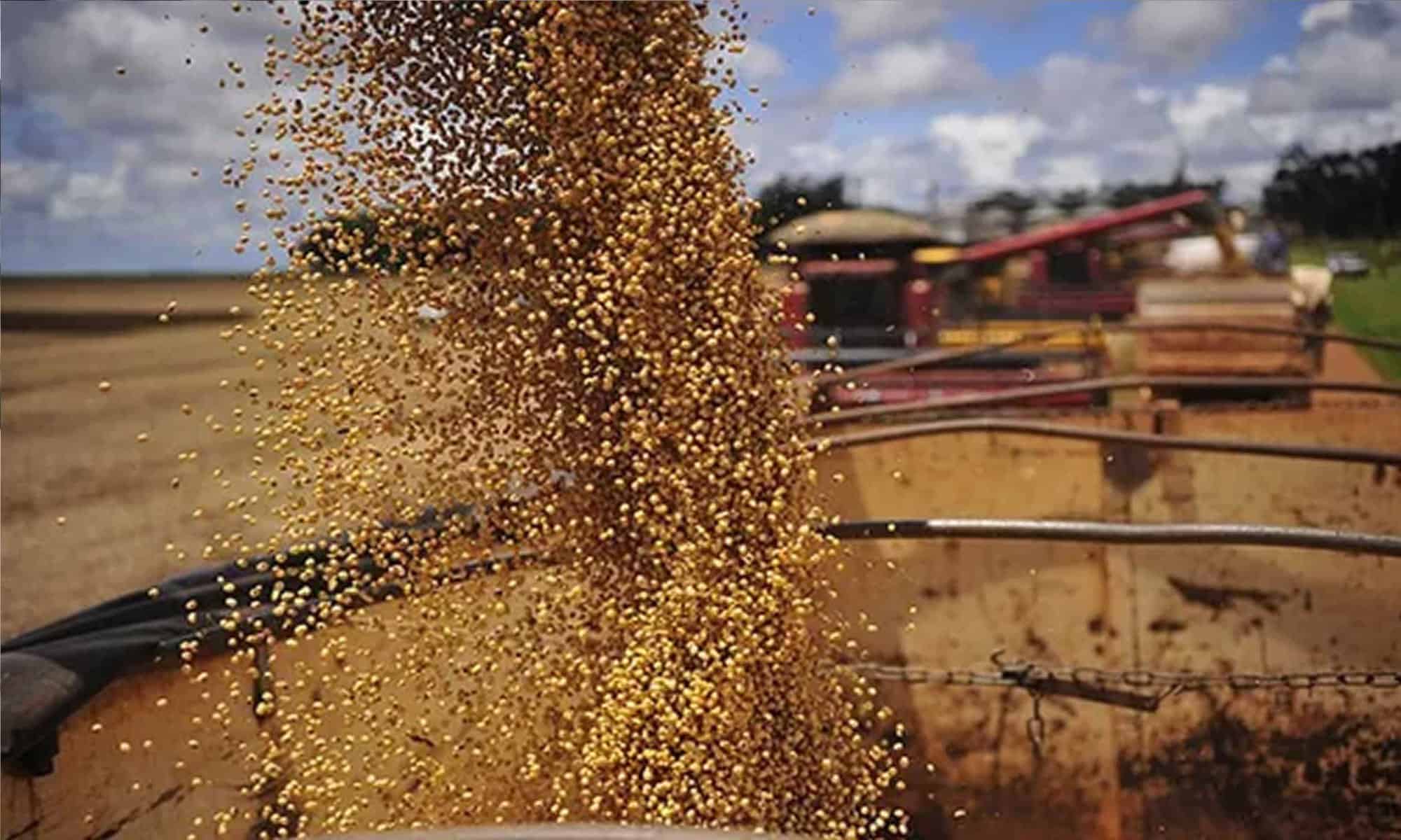 Brasil é o maior exportador de soja do mundo. Foto: reprodução