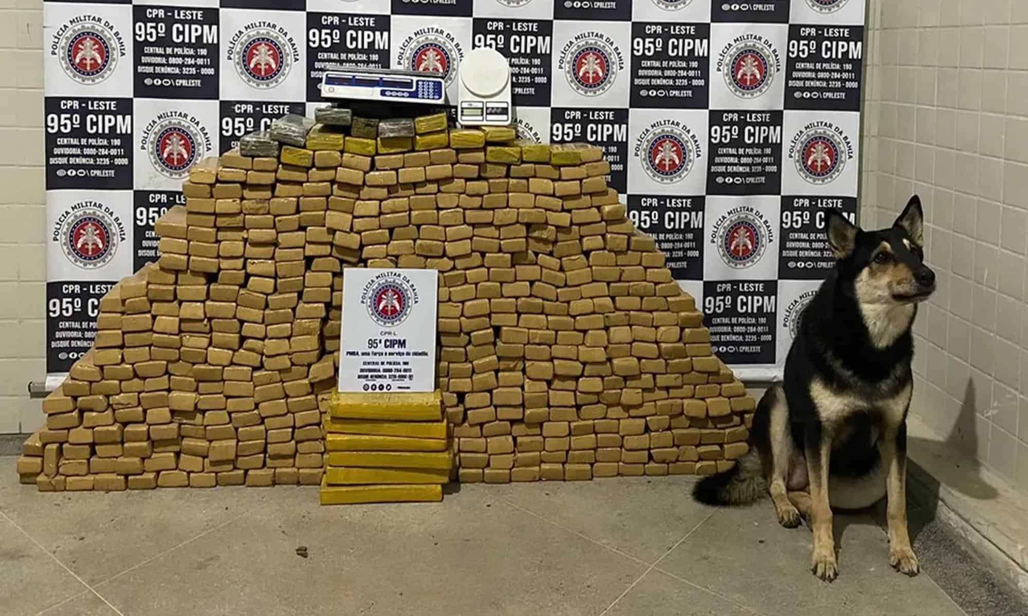 08 Cão farejador e droga apreendida em Catu — Foto: Divulgação/PM