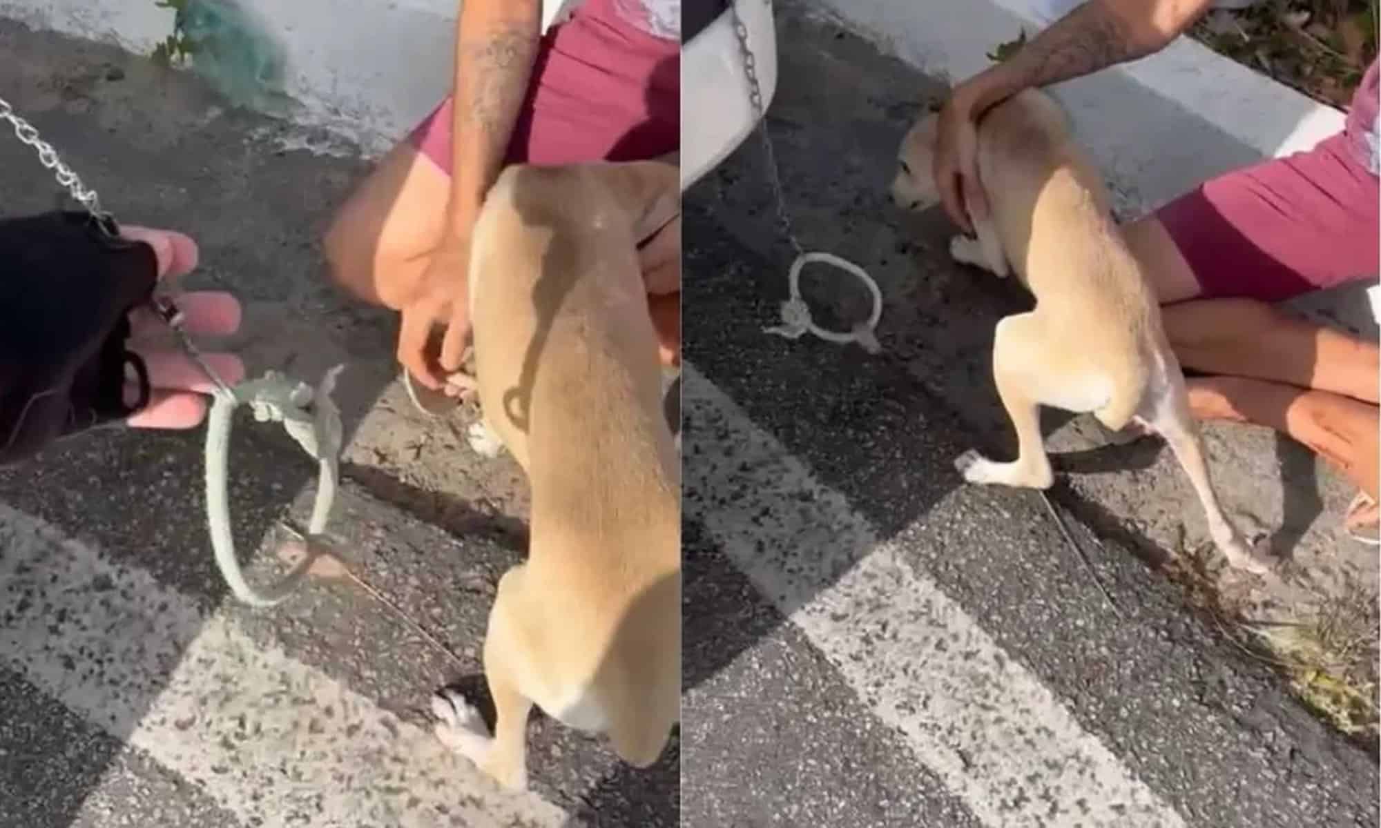 10 Animal estava pendurado por coleira presa à caçamba de uma caminhonete. — Foto: Reprodução