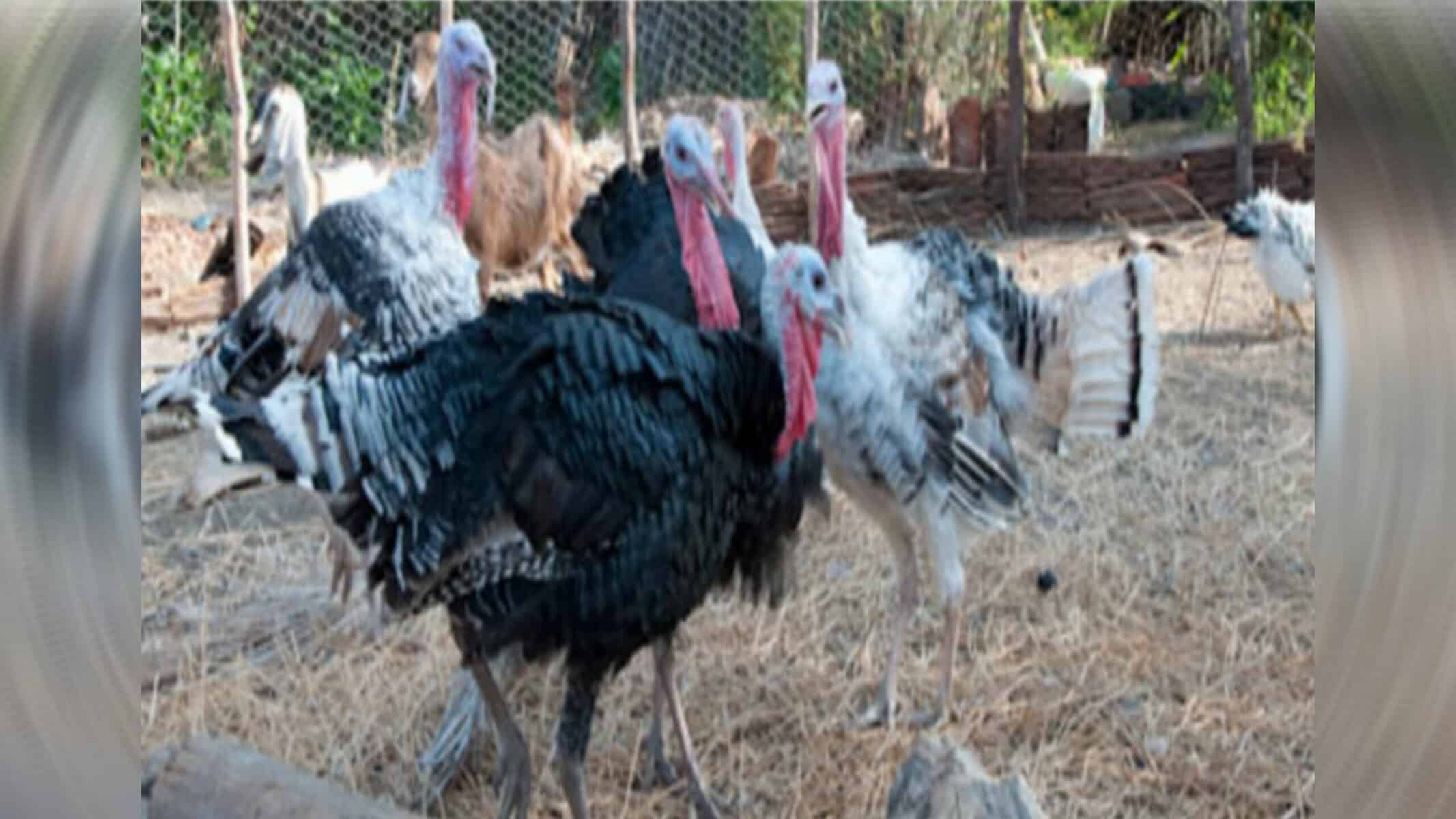 Picsart_22-09-02_18-22-20-728 'Gangue' de perus foi condenada à morte — Foto: Reprodução