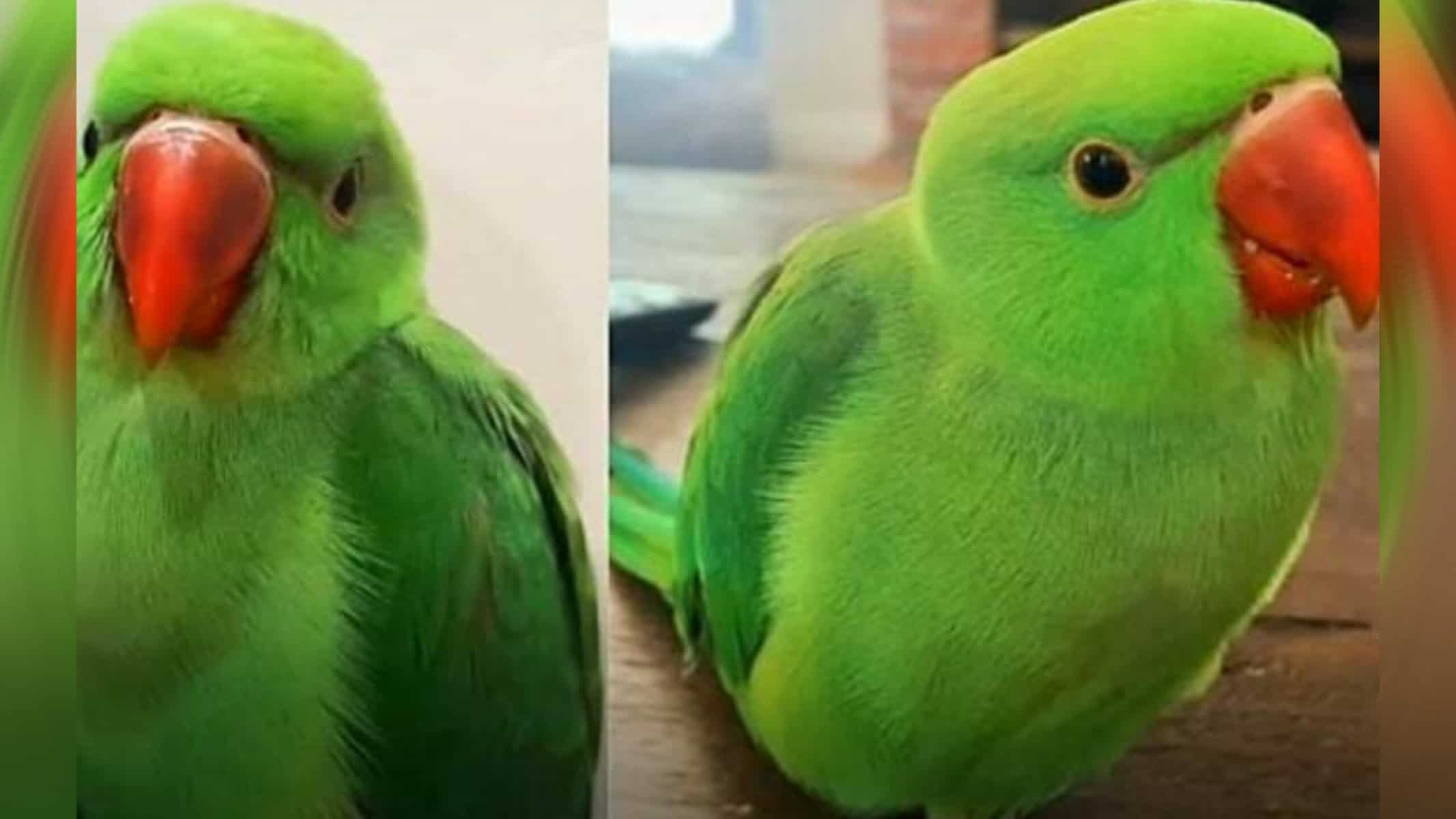 Picsart_22-09-12_19-42-22-854 Pássaro chamado Noodle viralizou ao imitar gato — Foto: Reprodução/Redes sociais