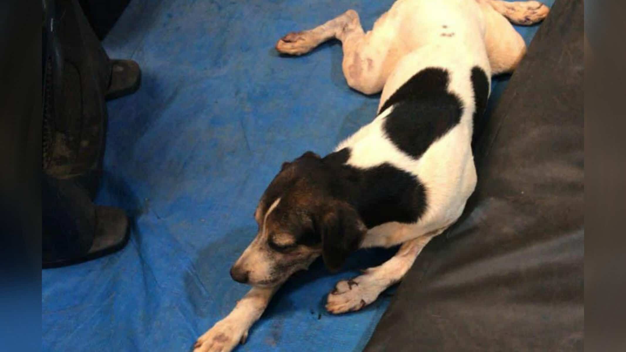 Picsart_22-09-13_16-13-02-426 Cão 'Piloto' recebe atendimento veterinário após ter os testículos cortados — Foto: Arquivo pessoal / reprodução