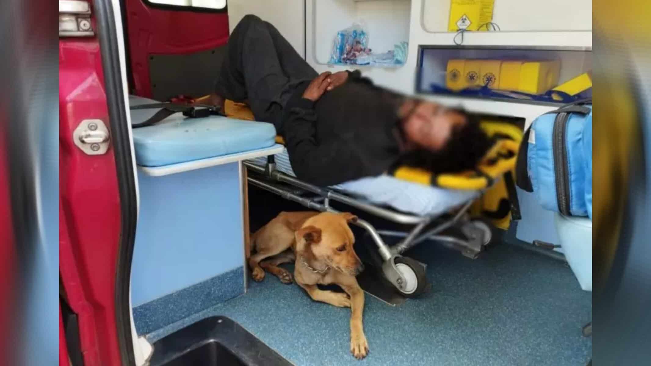 Picsart_22-09-16_17-28-38-153 Cachorro ficou ao lado do dono até a chegada de socorristas e foi junto para hospital (Foto: Eliandro Piva/RICtv)