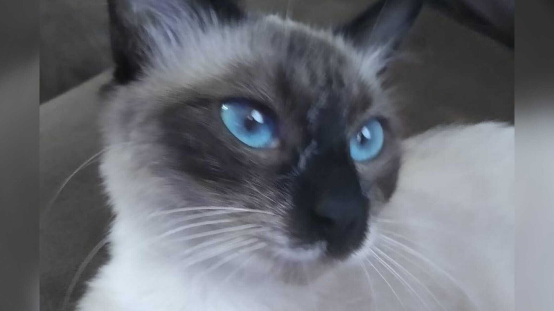 Picsart_22-09-19_15-22-42-820 Gata July foi um dos animais mortos no condomínio — Foto: Arquivo Pessoal