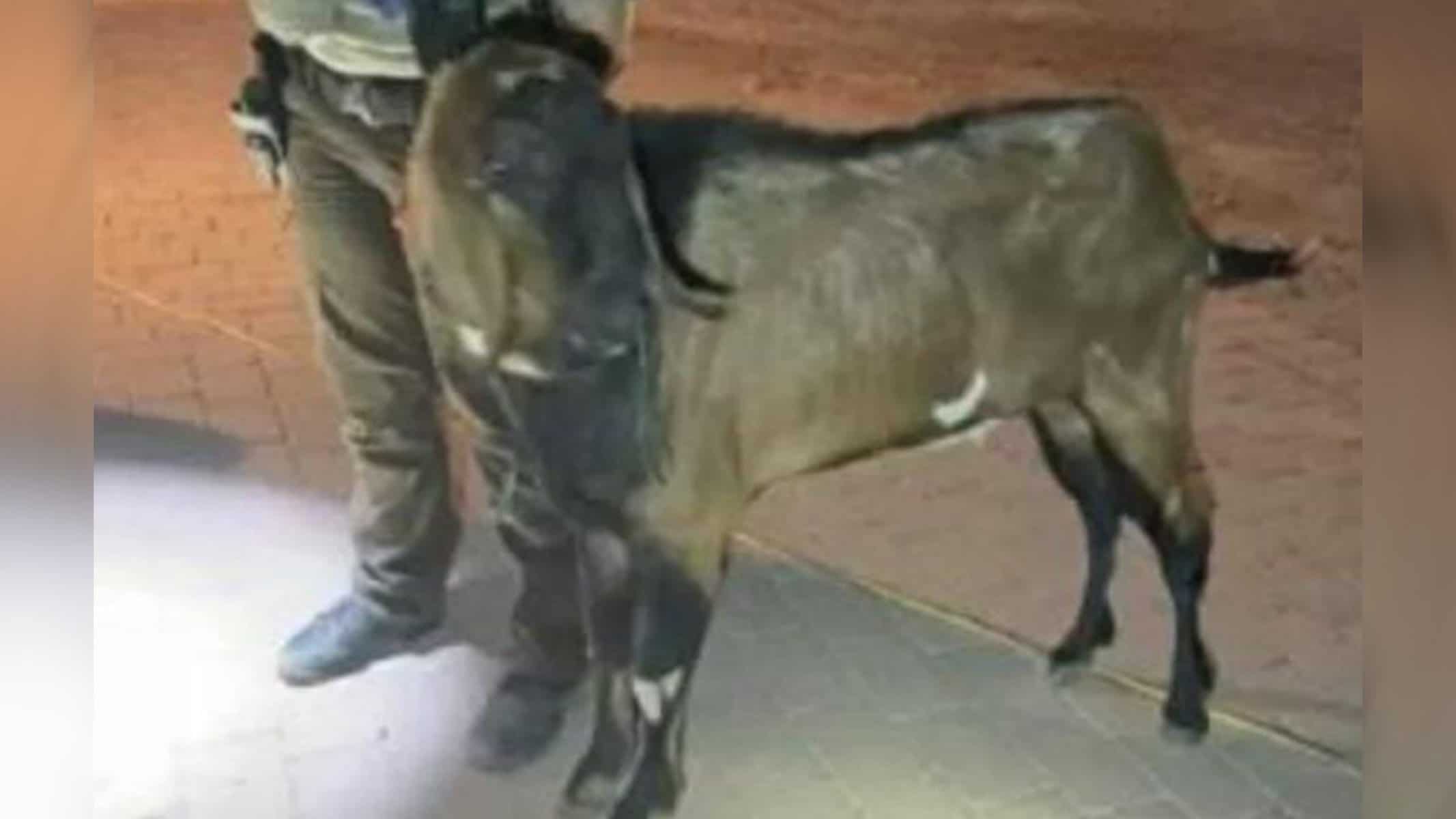 Picsart_22-09-20_15-39-11-366 Billy aterrorizou alguns moradores de Tonopah por algumas horas — Foto: Reprodução/Twitter