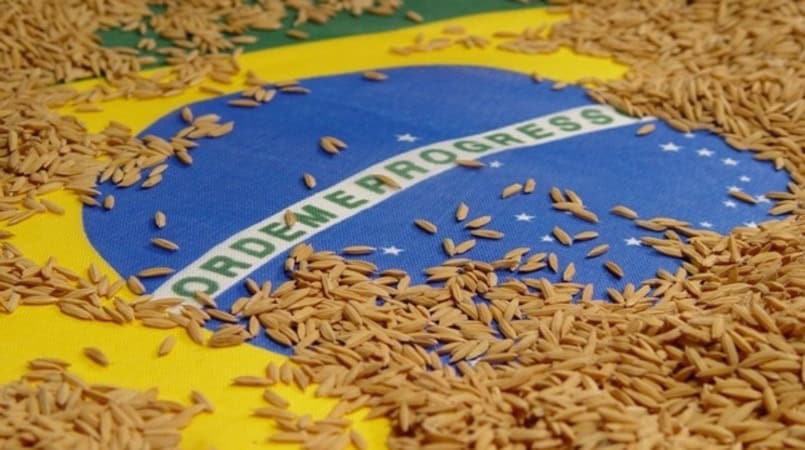 arroz-bandeira-brasil-irga-gov-rs-divulgacao-2 arroz-bandeira-brasil-irga-gov-rs-divulgacao-2