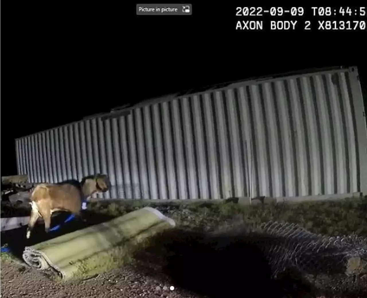 bode-e-detido-nos-eua-ap-s-danificar-garagem-perse-bode-e-detido-nos-eua-ap-s-danificar-garagem-perse-1571574795530952705